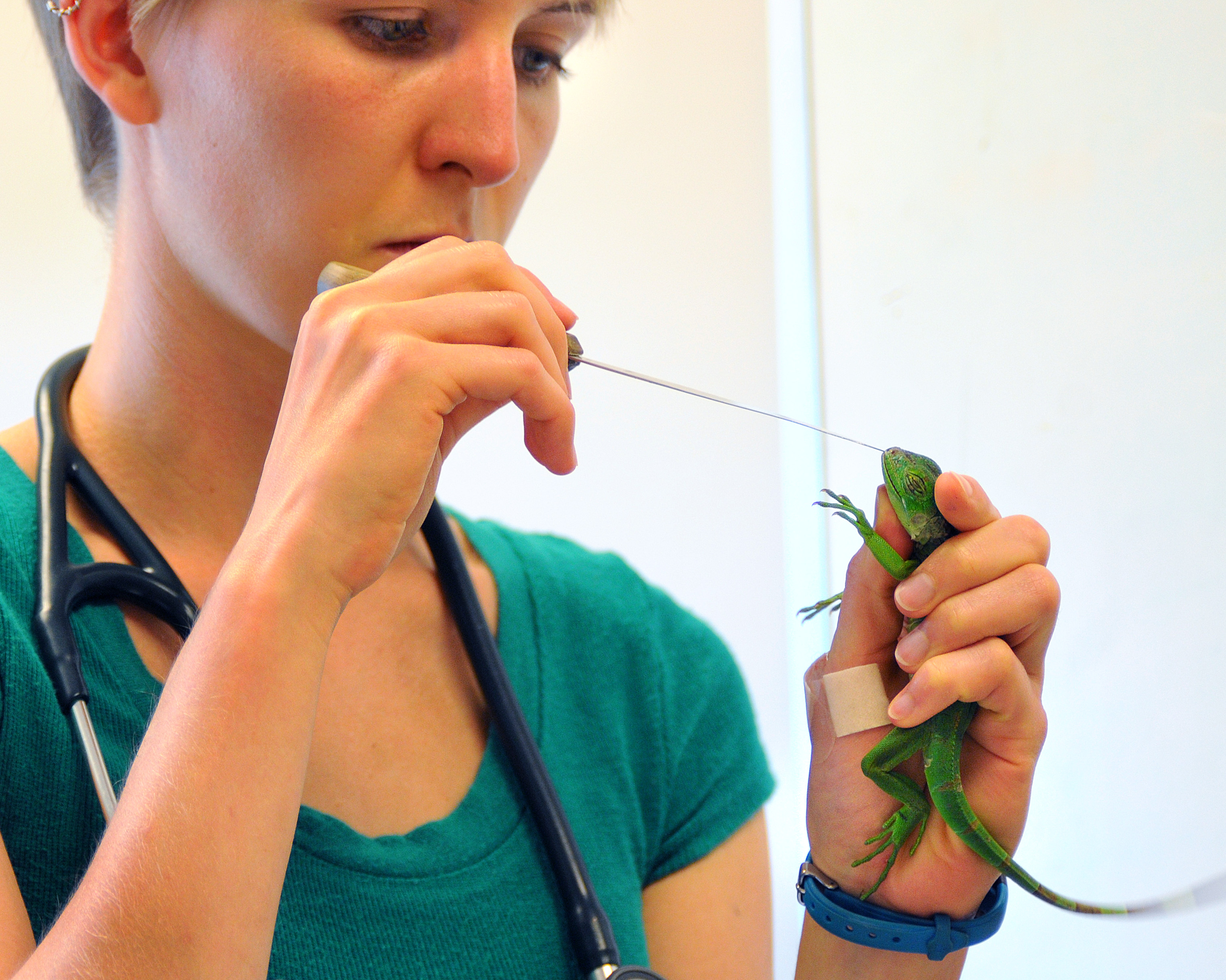 Vet Lisa Trout medicates Igster, a green Iguana from Petco in Cambridge.