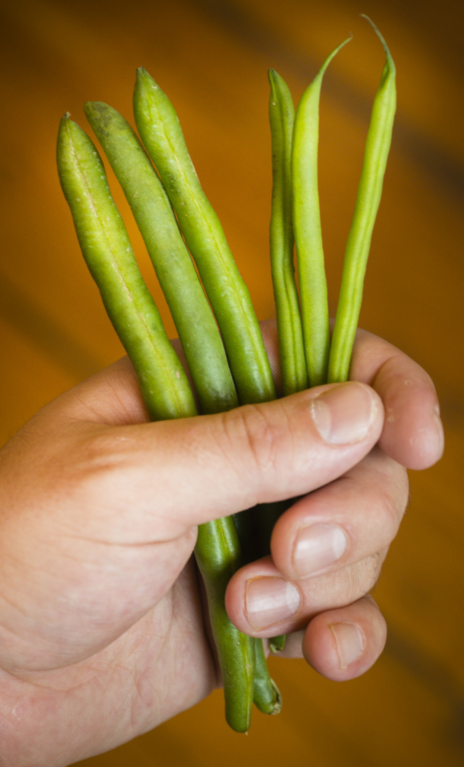<b>TIP</b>: Use thick, mature green beans (like the ones at left in the picture) for these recipes. Slender, delicate French-style haricots verts (at right) are not suited to long cooking.