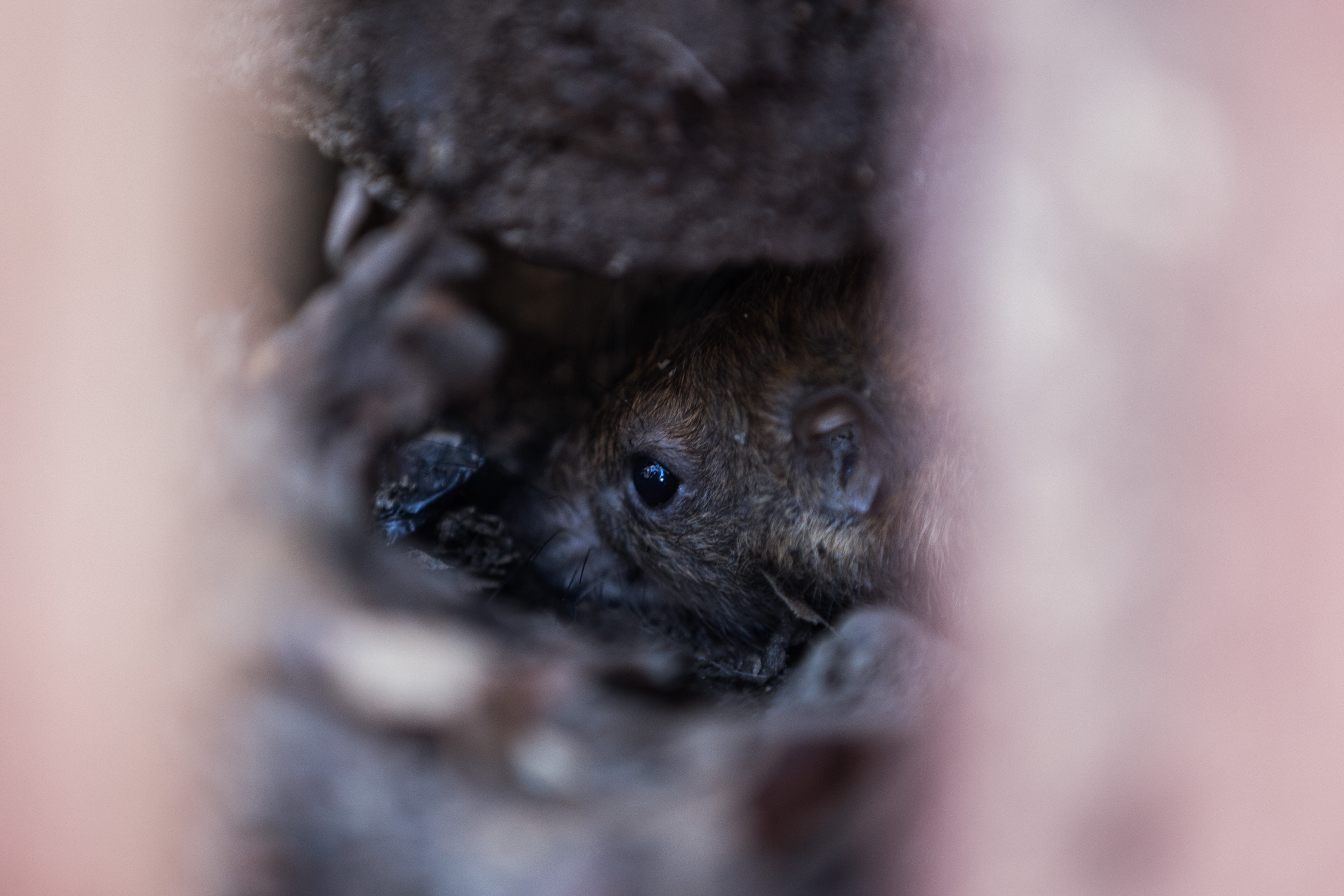 A rat looked out from a burrow hole.