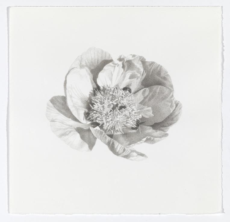 Meg Alexander’s Peony #1.