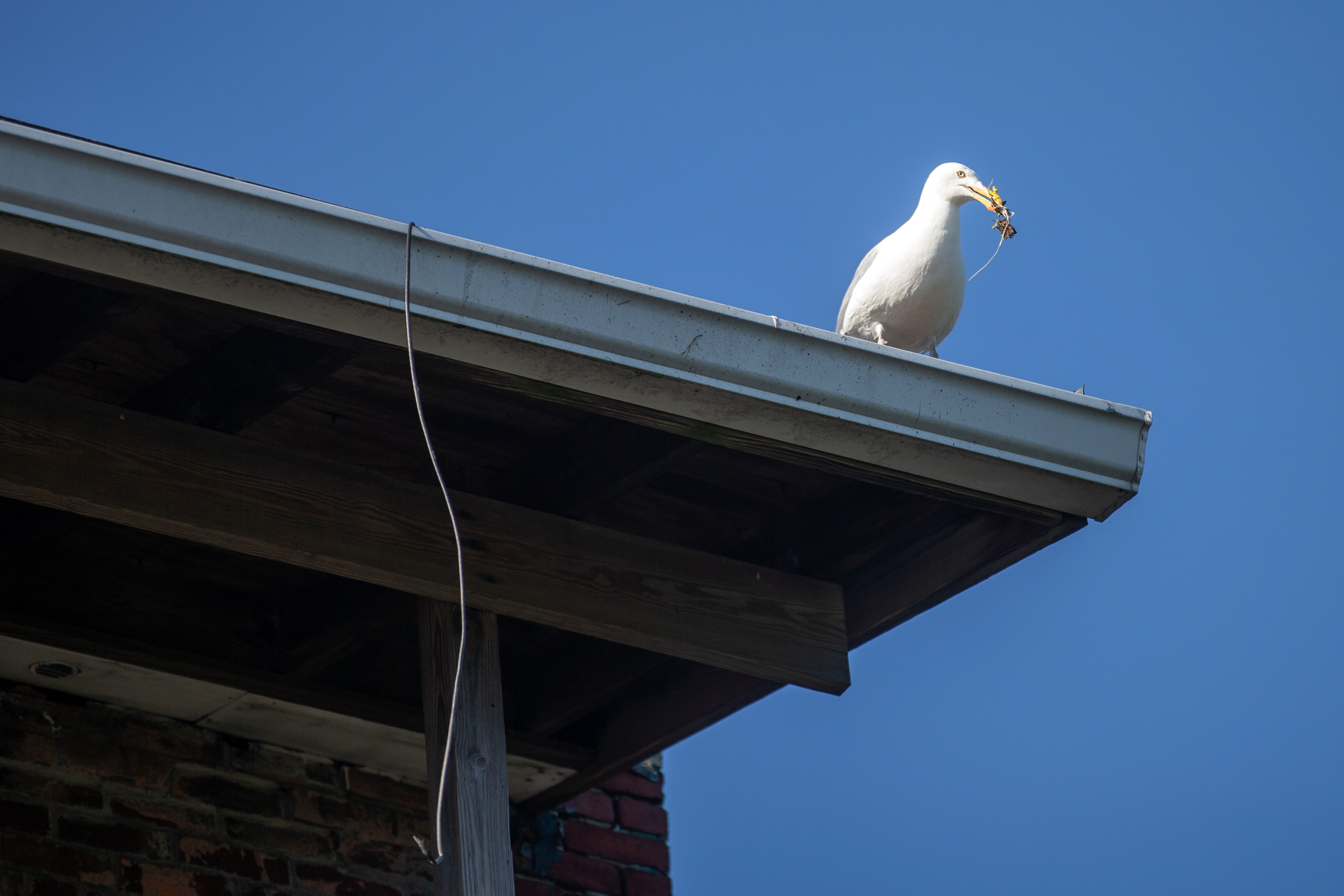 A seagull collected nesting materials on a roof behind the Pike-Newhall Funeral Home in Gloucester.