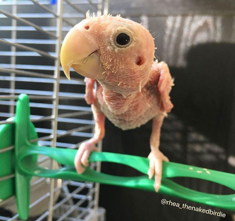 Rhea the “naked” lovebird.