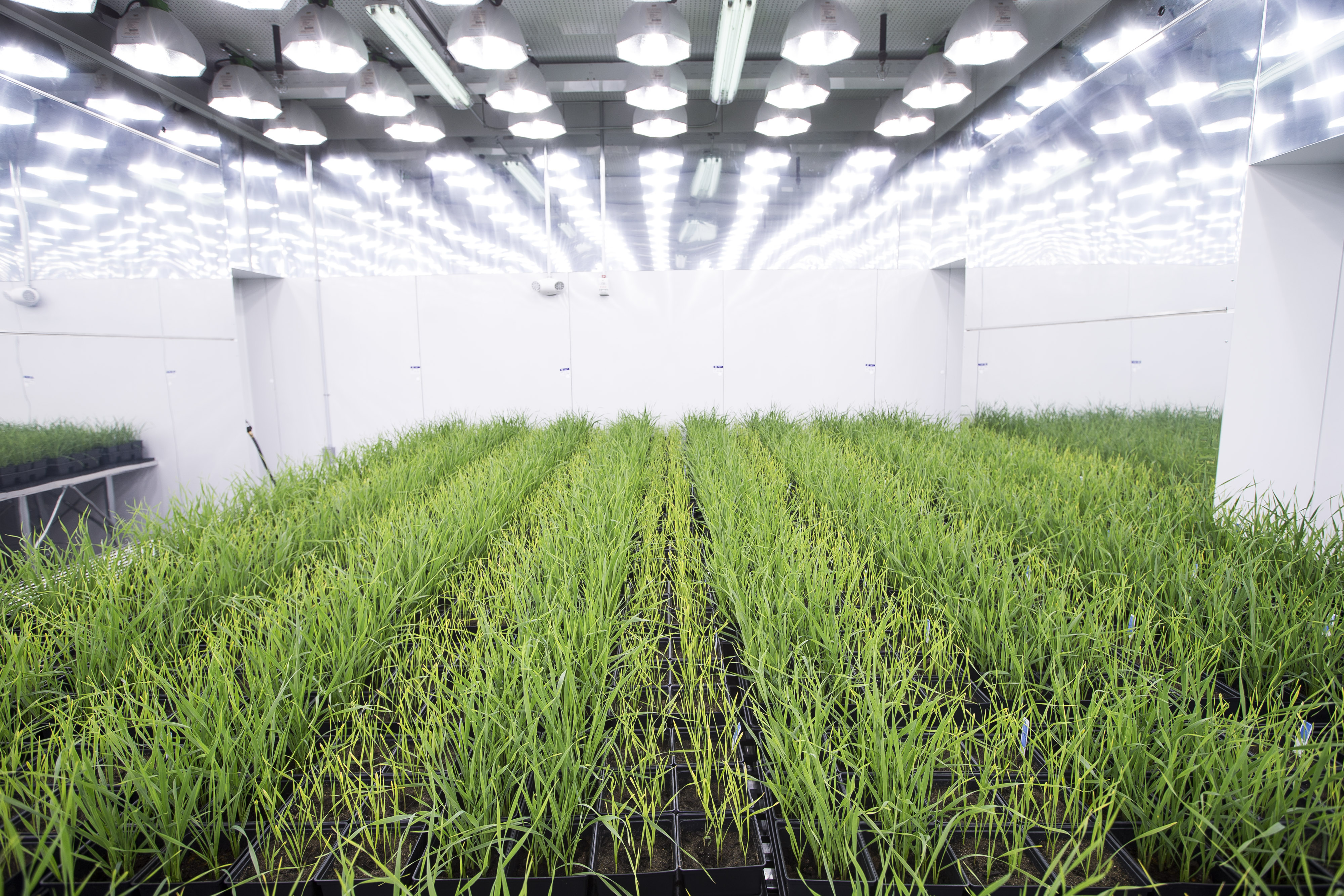Indigo Agriculture is working to create hardier crops.