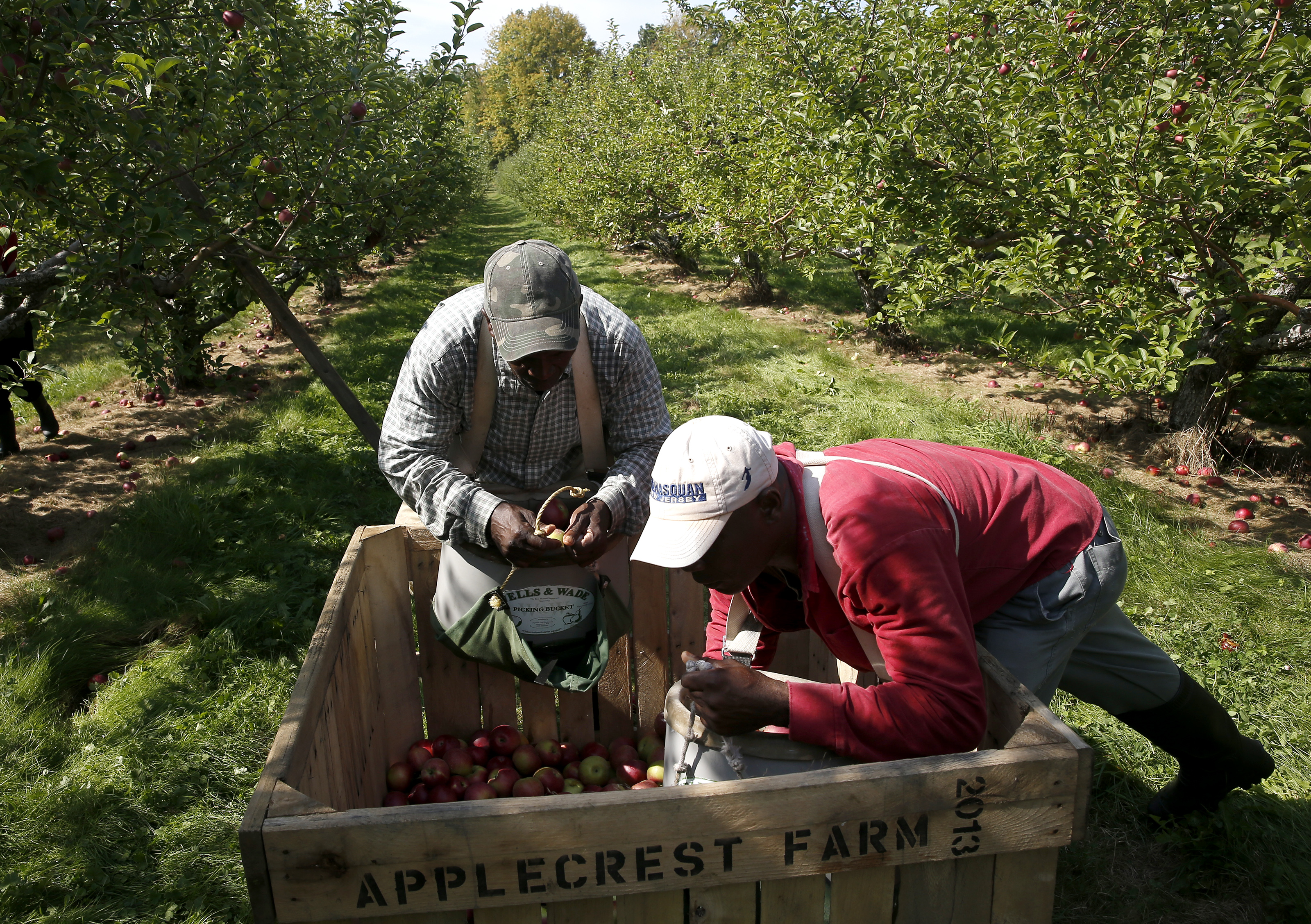 Anthony Gardener (left) and Audley Butler unloaded apples.