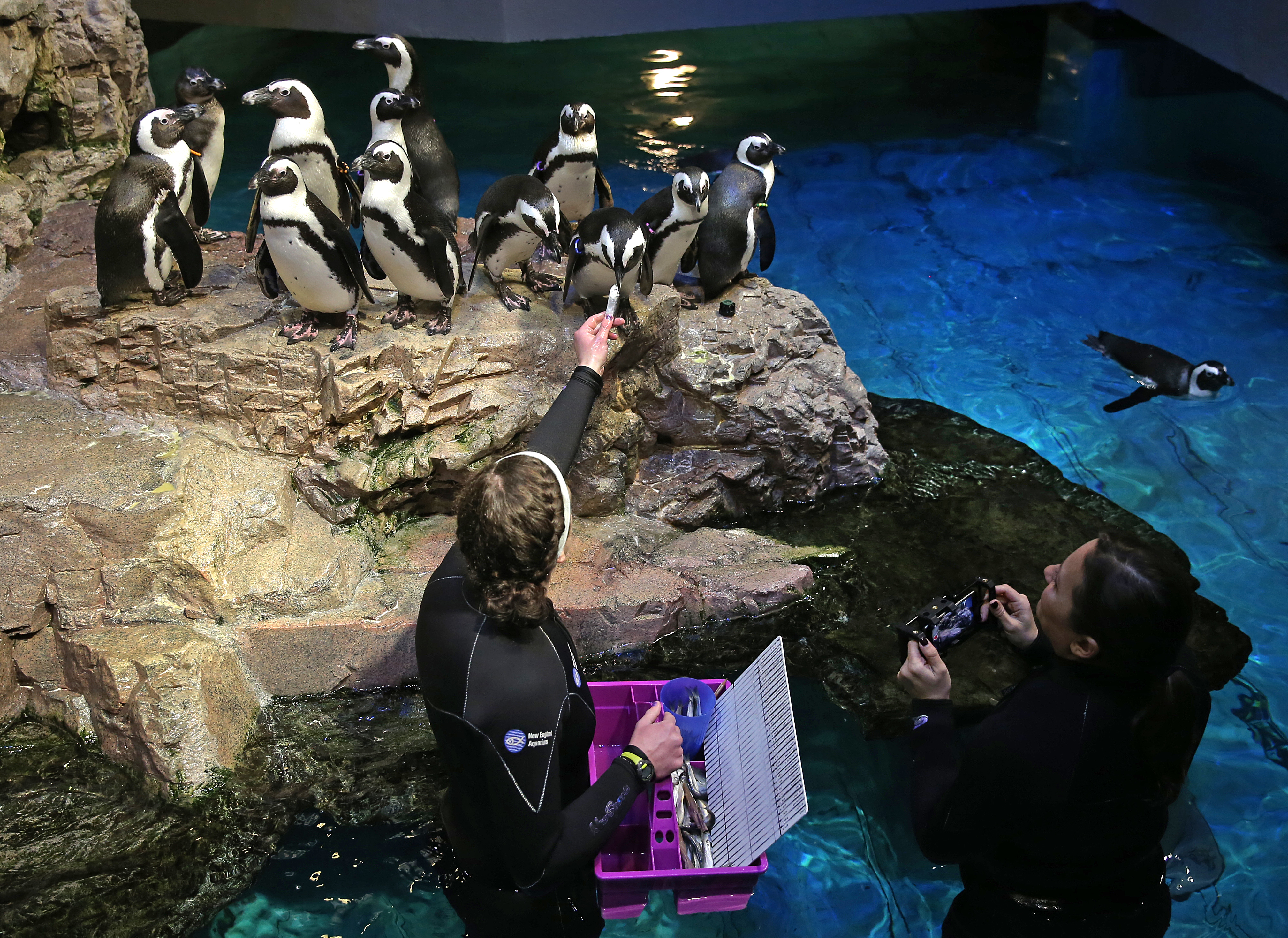Lauren Smith hand fed a southern rockhopper penquin as Michelle Muccini videoed the scene for the New England Aquarium's website on March 19 during the closure due to the coronavirus crisis.