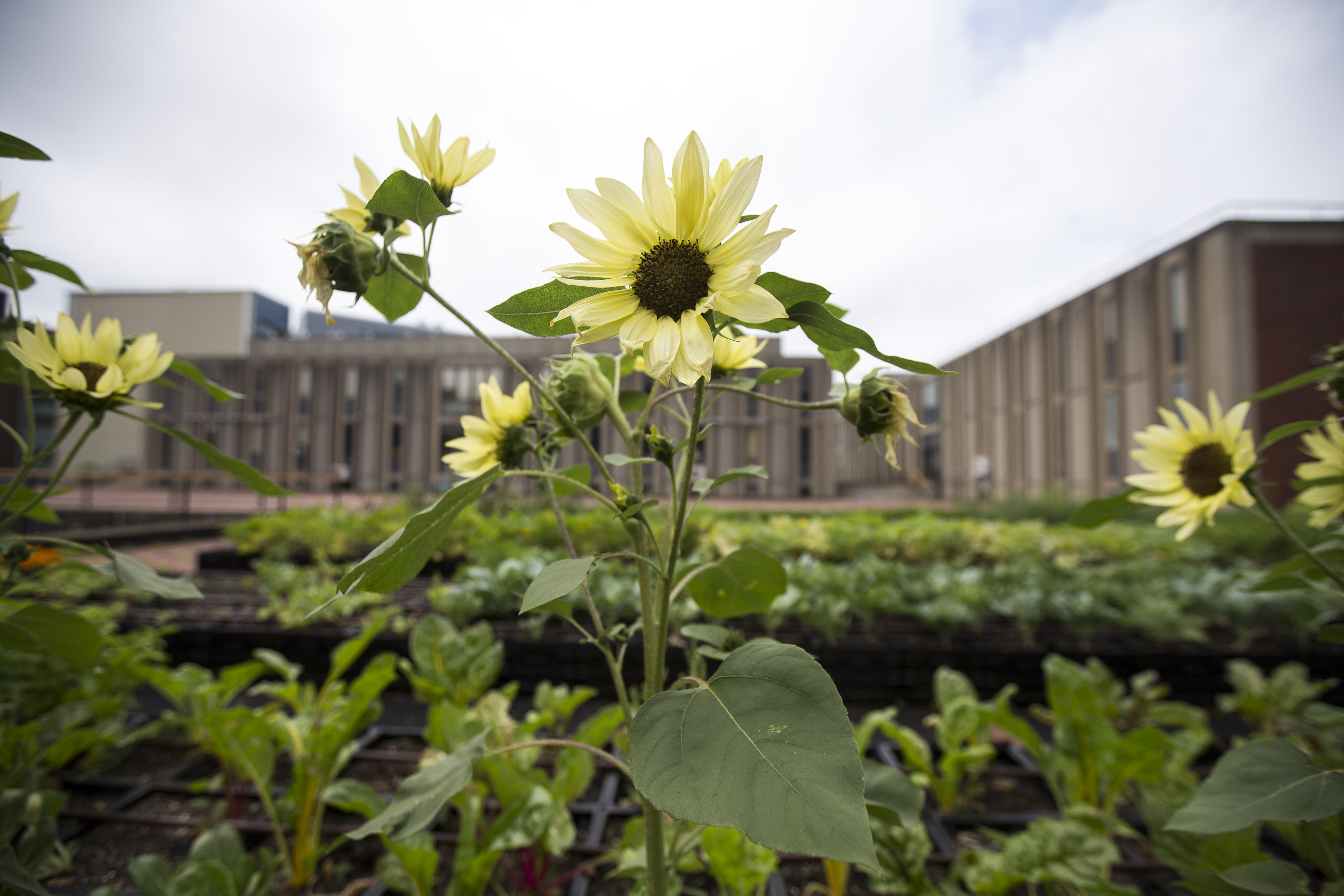 Flowers grow on rooftop garden on the campus of Brandeis University.