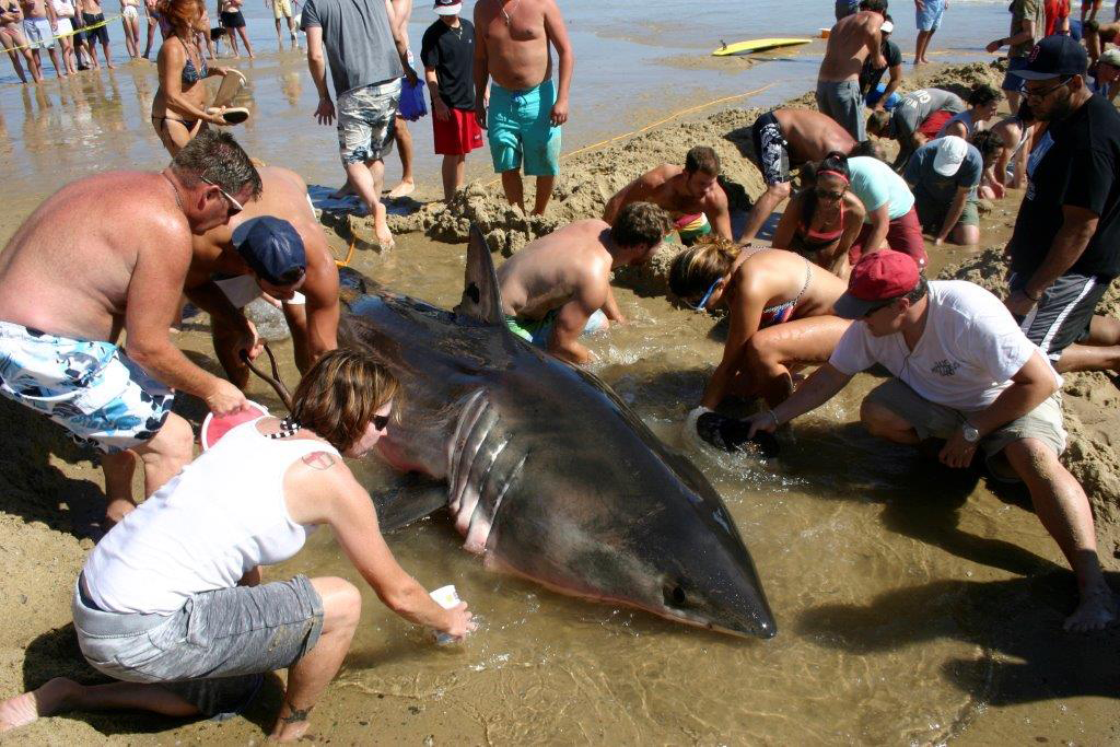 A frantic rescue effort could not save a great white shark that stranded itself on Whitecrest Beach in Wellfleet on Sunday.