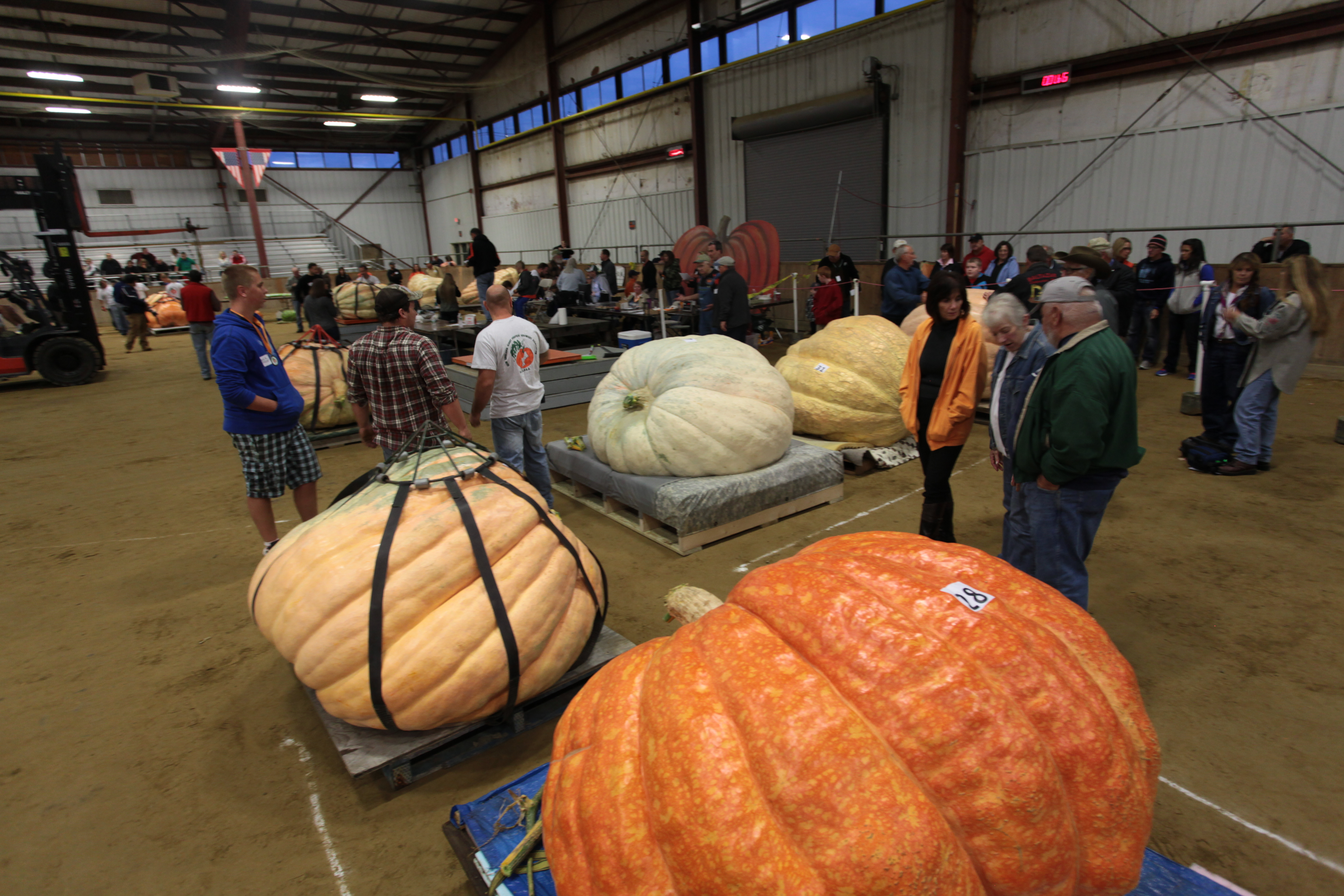 Giant pumpkins waited to be weighed.