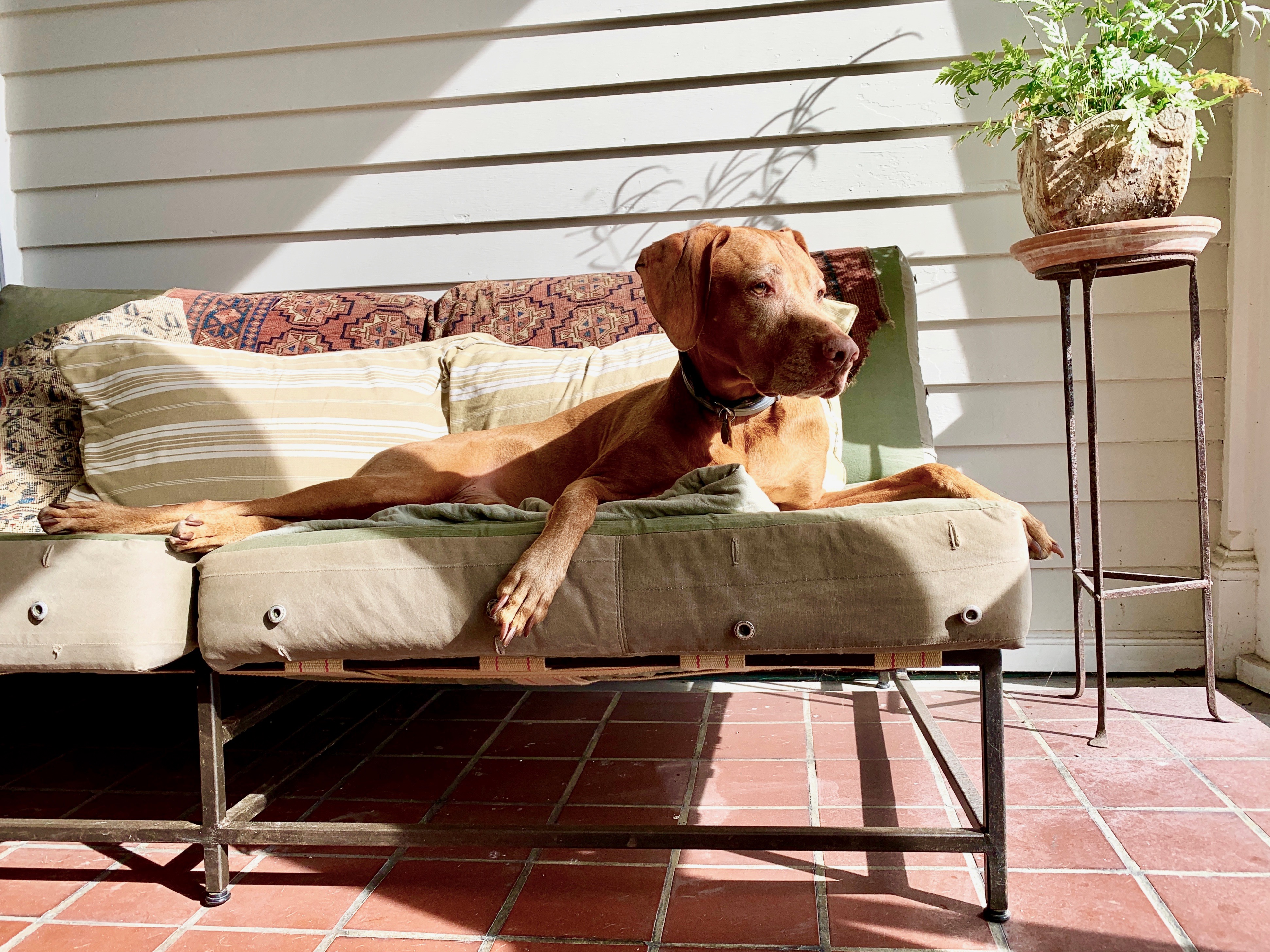 Dutch the dog gets some sun on the porch at the Inn at Kenmore Hall.