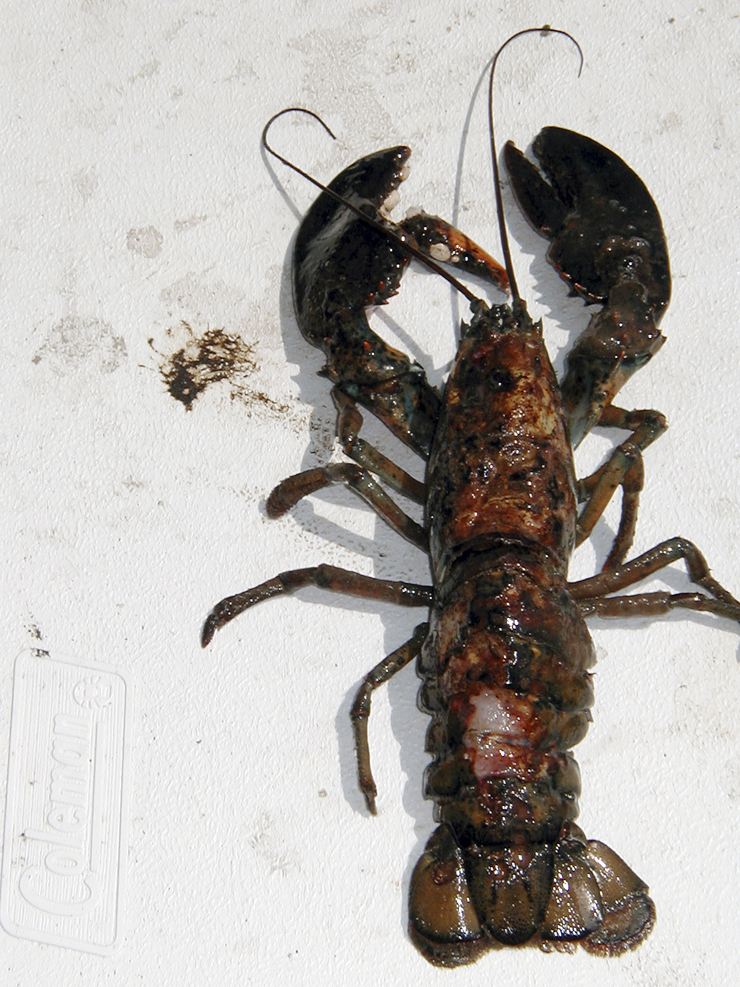 Shell disease doesn’t hurt the meat but makes lobster less marketable.