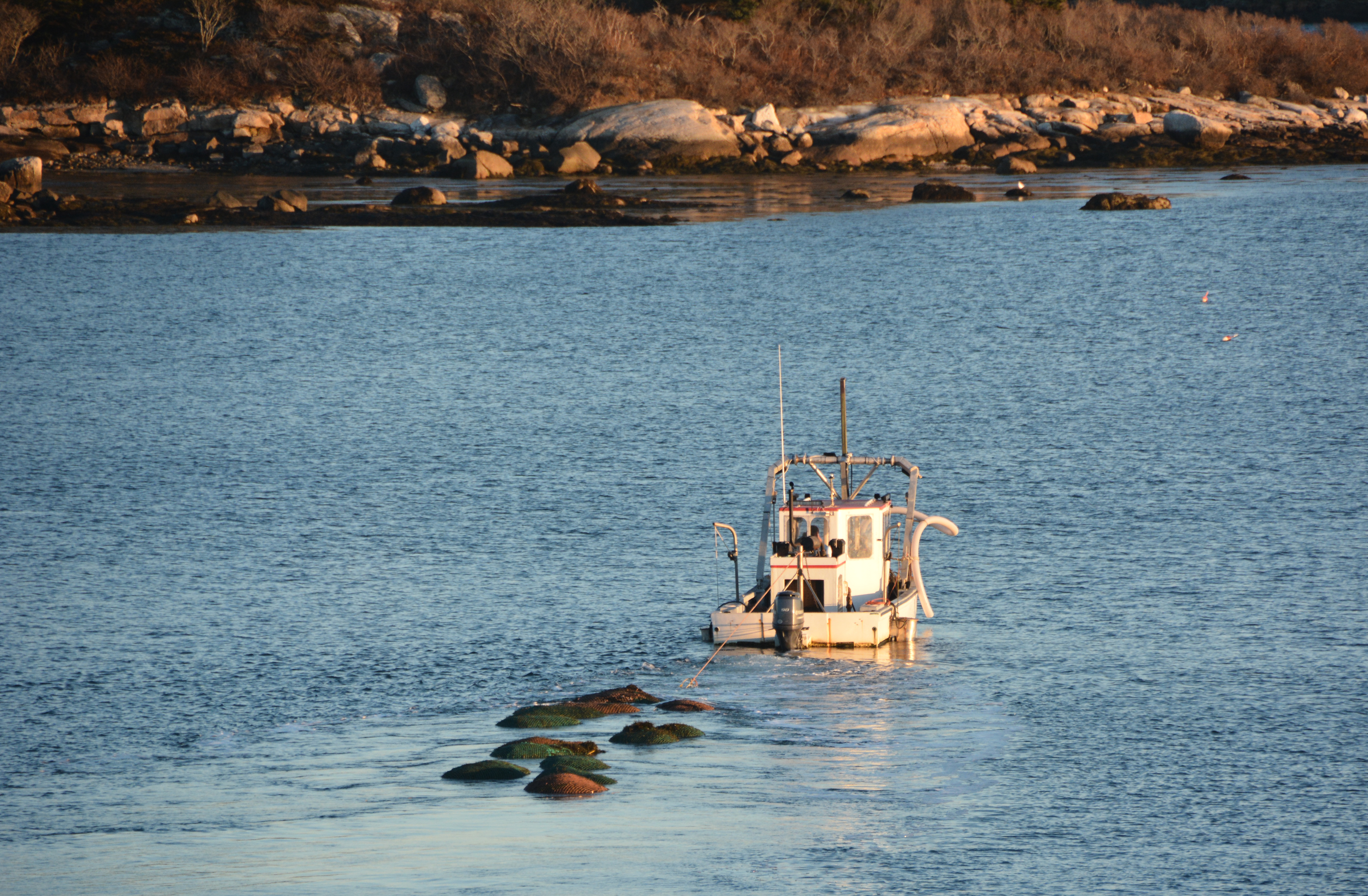 A harvester used a machine to remove rockweed from the shoreline of Friendship, Maine. The weed (left) resembles eel grass, and some environmentalists say it protects young lobsters and other sea life.