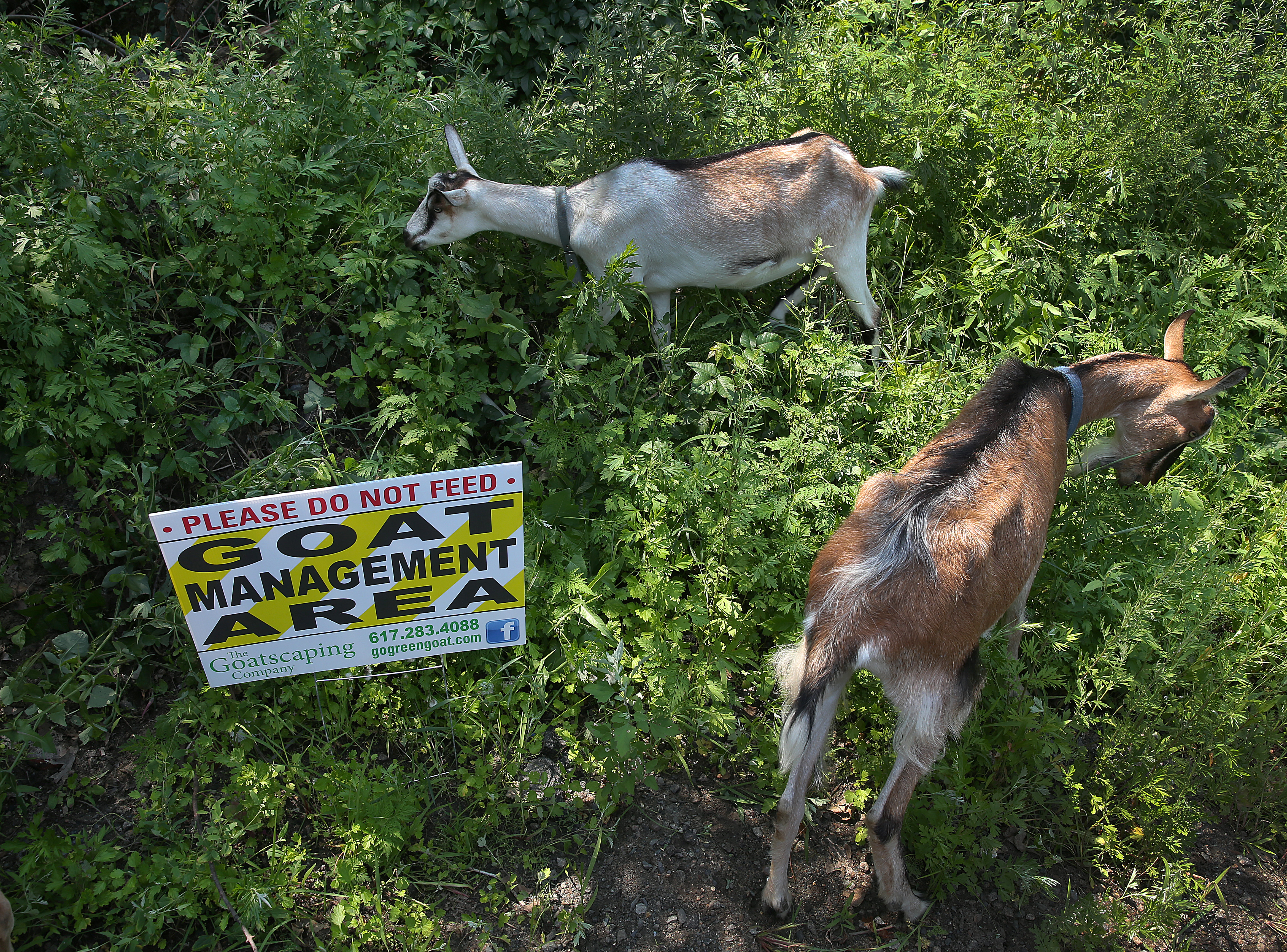 The goats will live on site at the West Street Urban Wild for eight weeks.