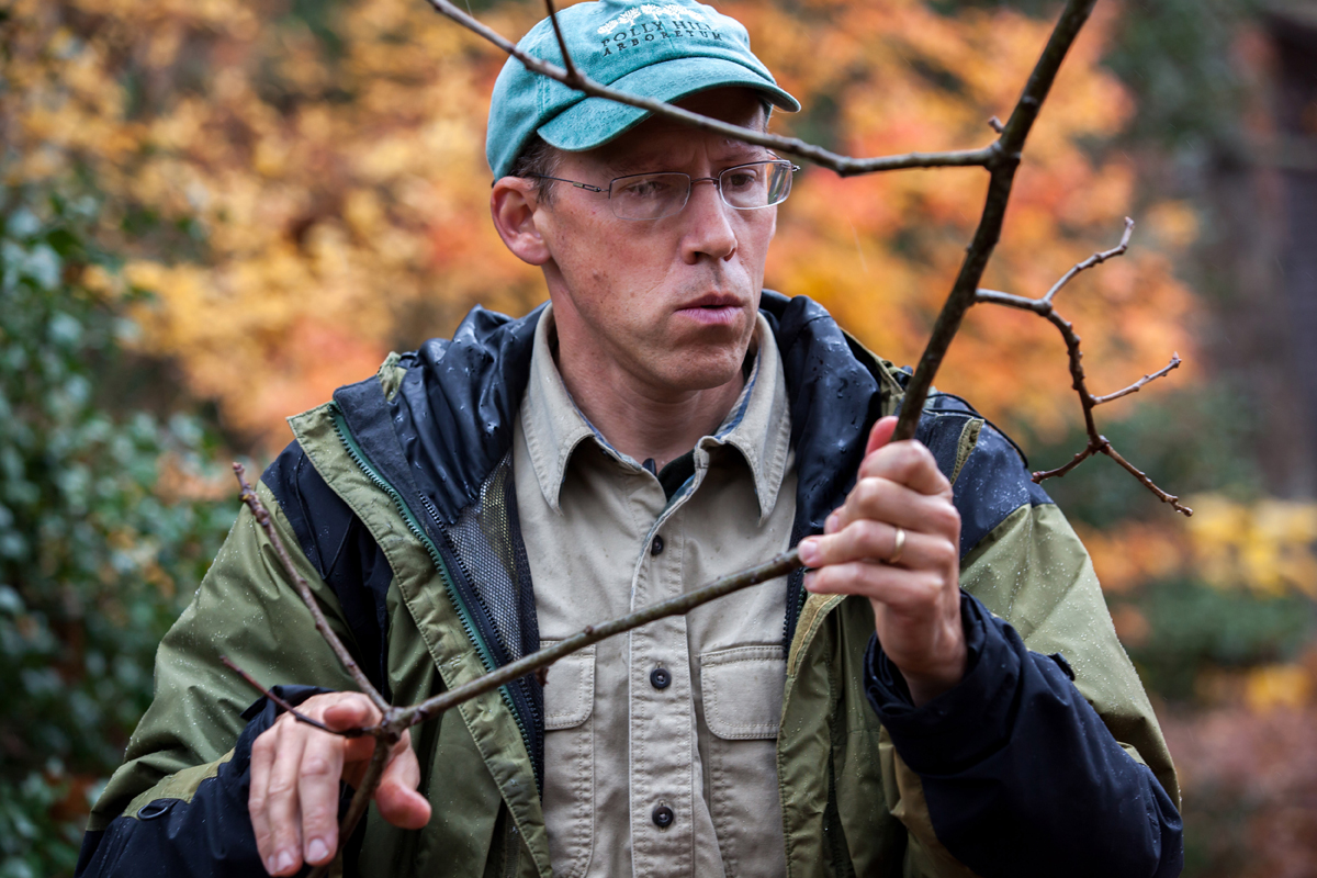 Tom Clark of the Polly Hill Arboretum in West Tisbury inspected a branch. Hundreds of thousands of black oaks in Southeastern Massachusetts have shown signs of infestation by tiny gall wasps this year.