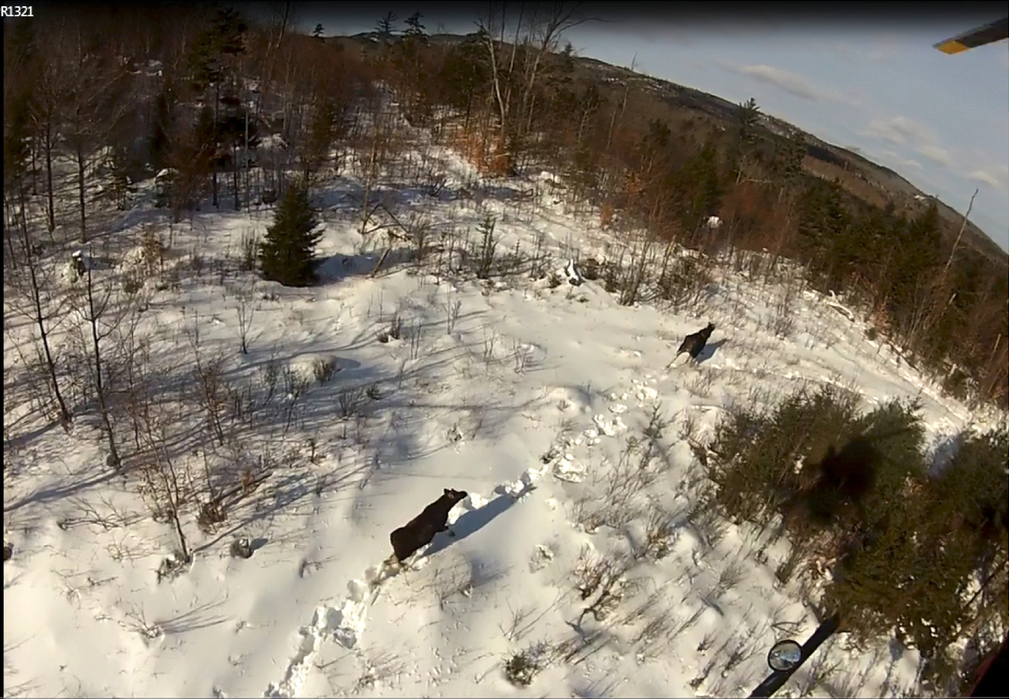 An aerial shot of the moose.