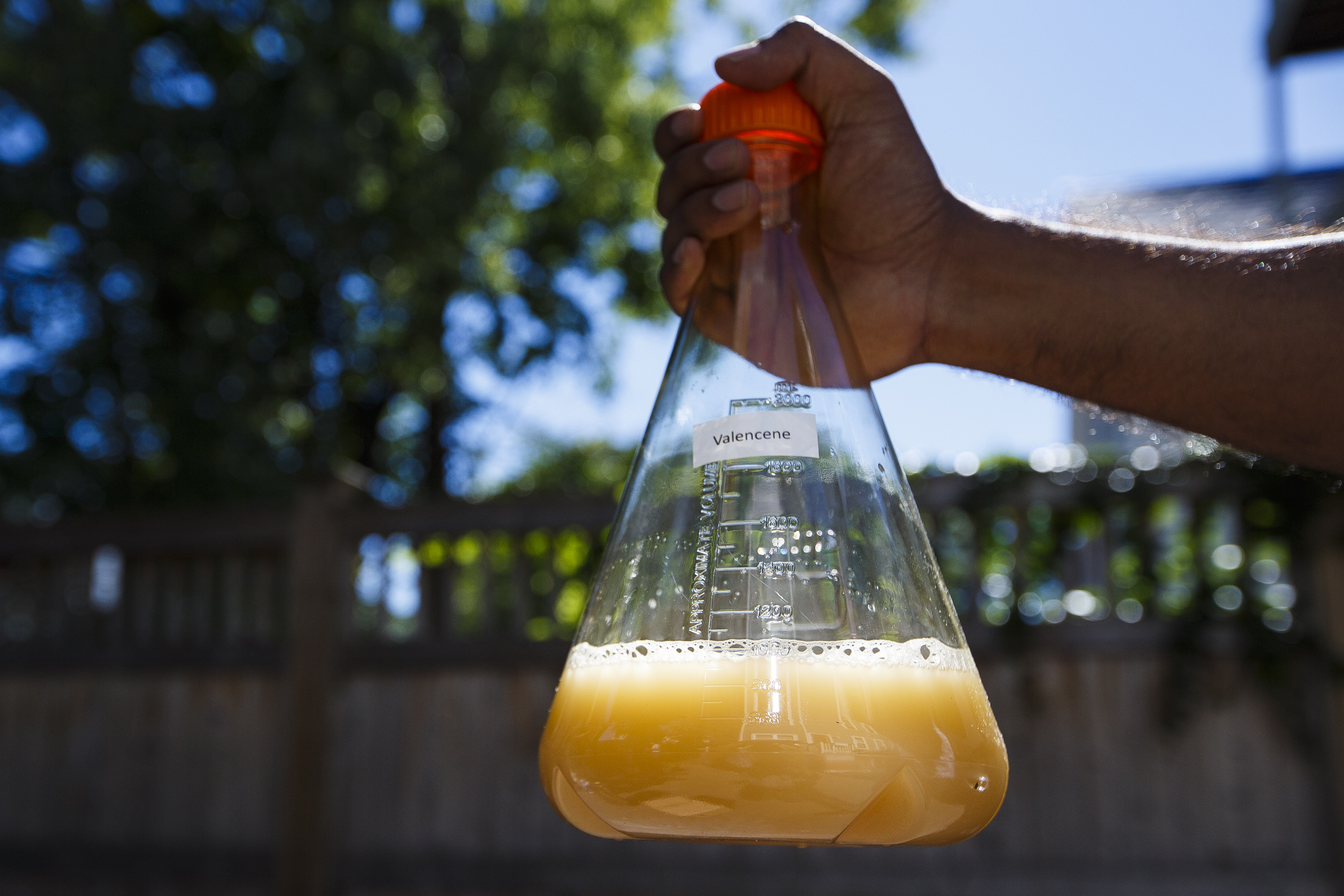 Scientists modified yeast genes to produce valencene, a natural flavoring that supplies a citrusy scent.