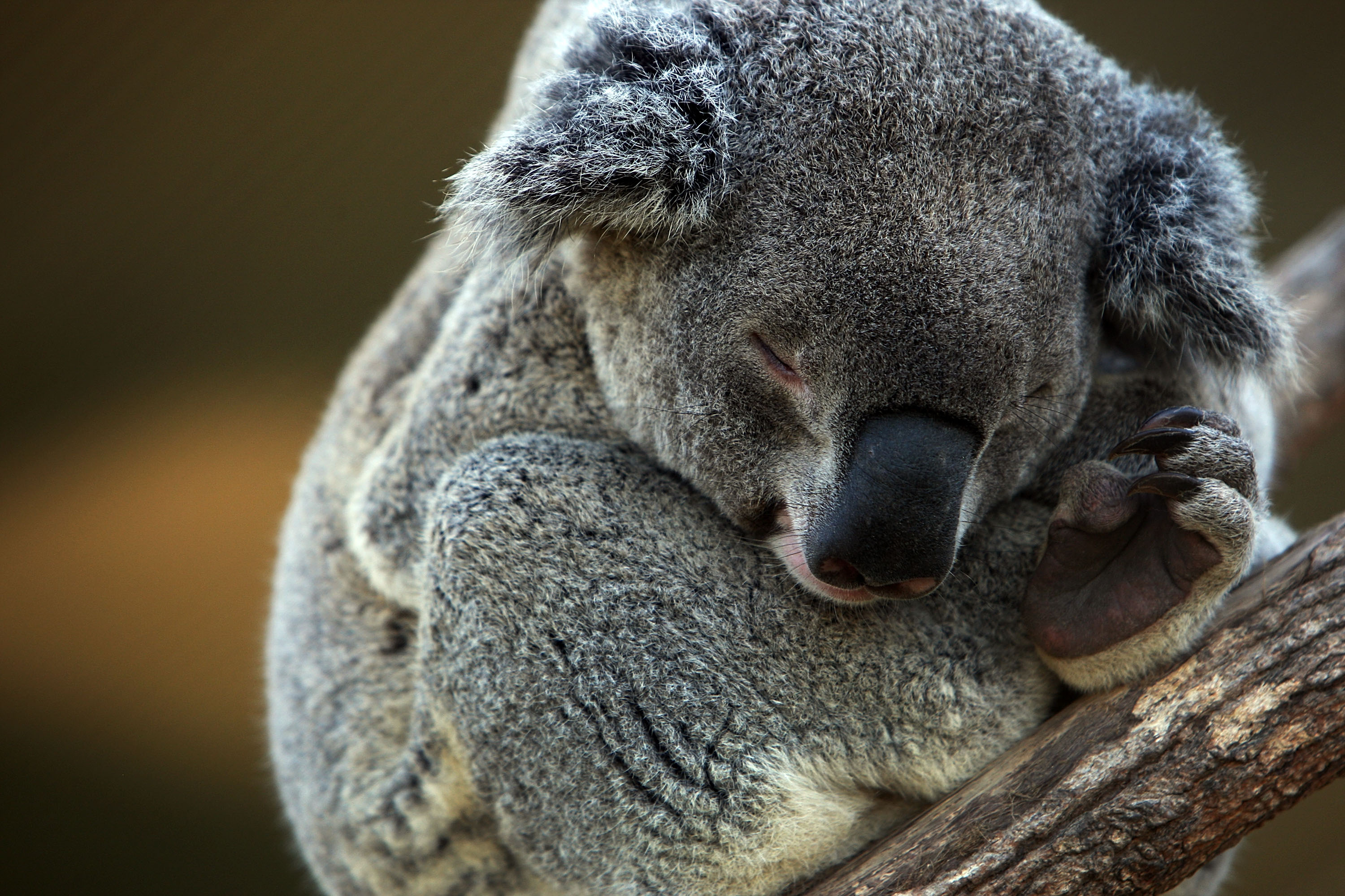 A koala sleeps on a tree branch.