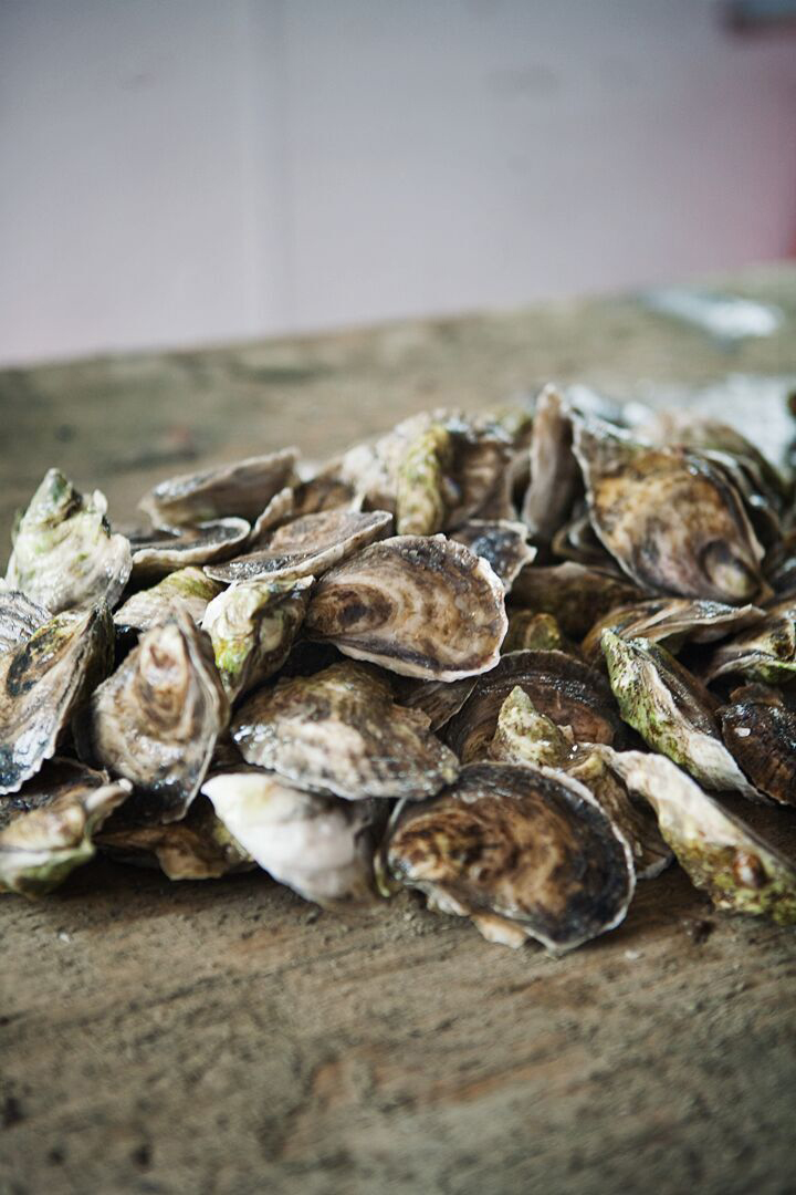 Get an upclose look at Duxbury Bay oysters The Boston Globe