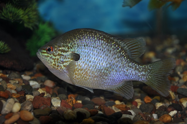 We’re not talking about this kind of sunfish.