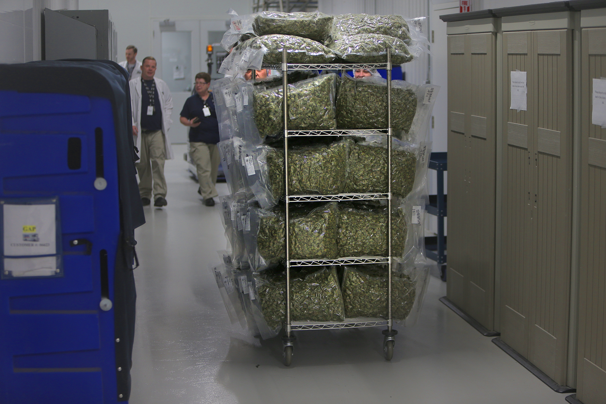 A cart full of bagged marijuana was rolled through the corridors at the Canopy Growth Corporation headquarters in Smiths Falls, Ontario.