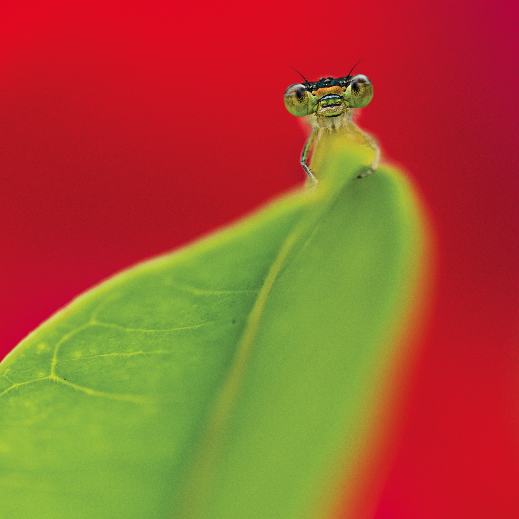 James Collins’s "Damselfly"
