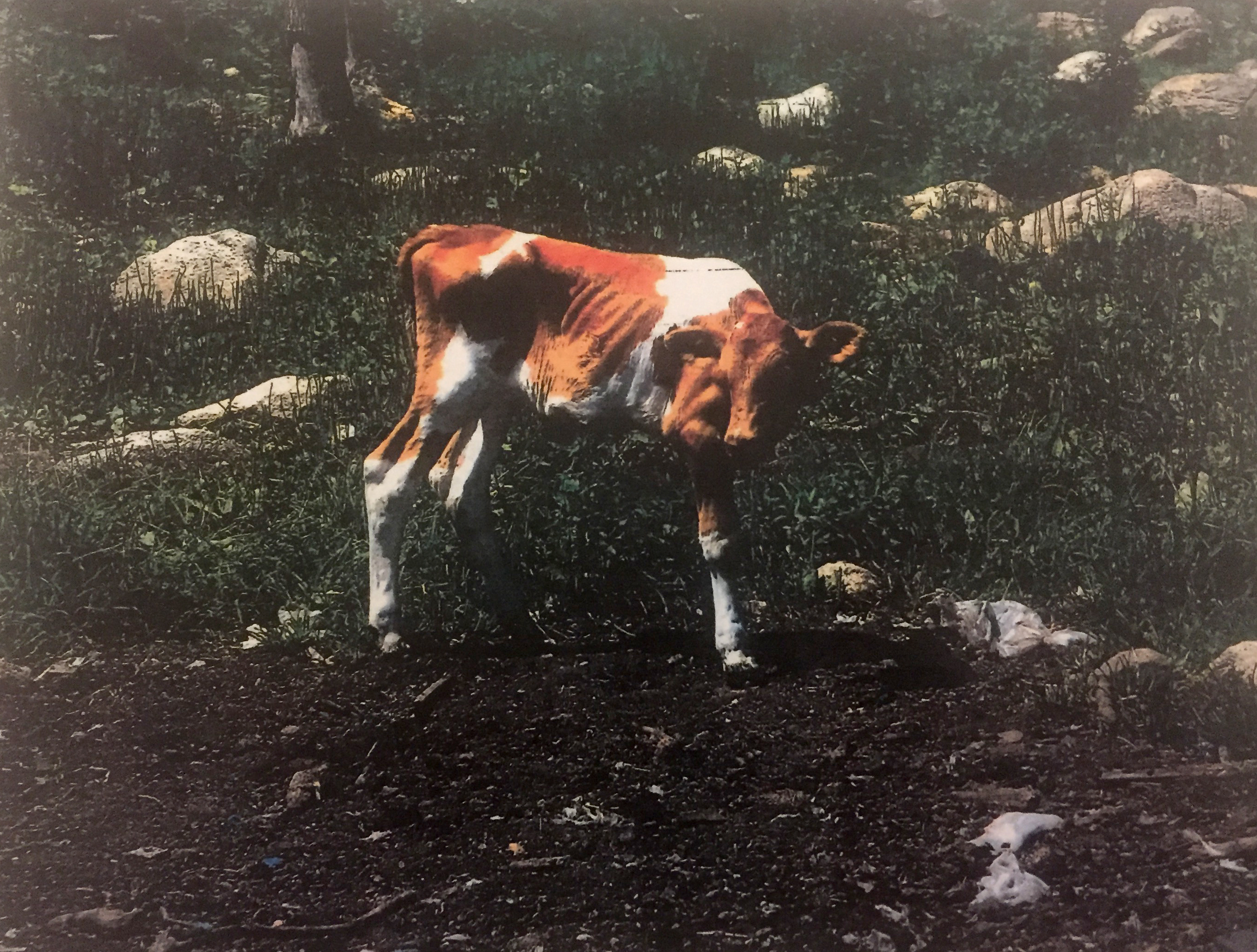 The horrific scene at Westport Tenant Farm.