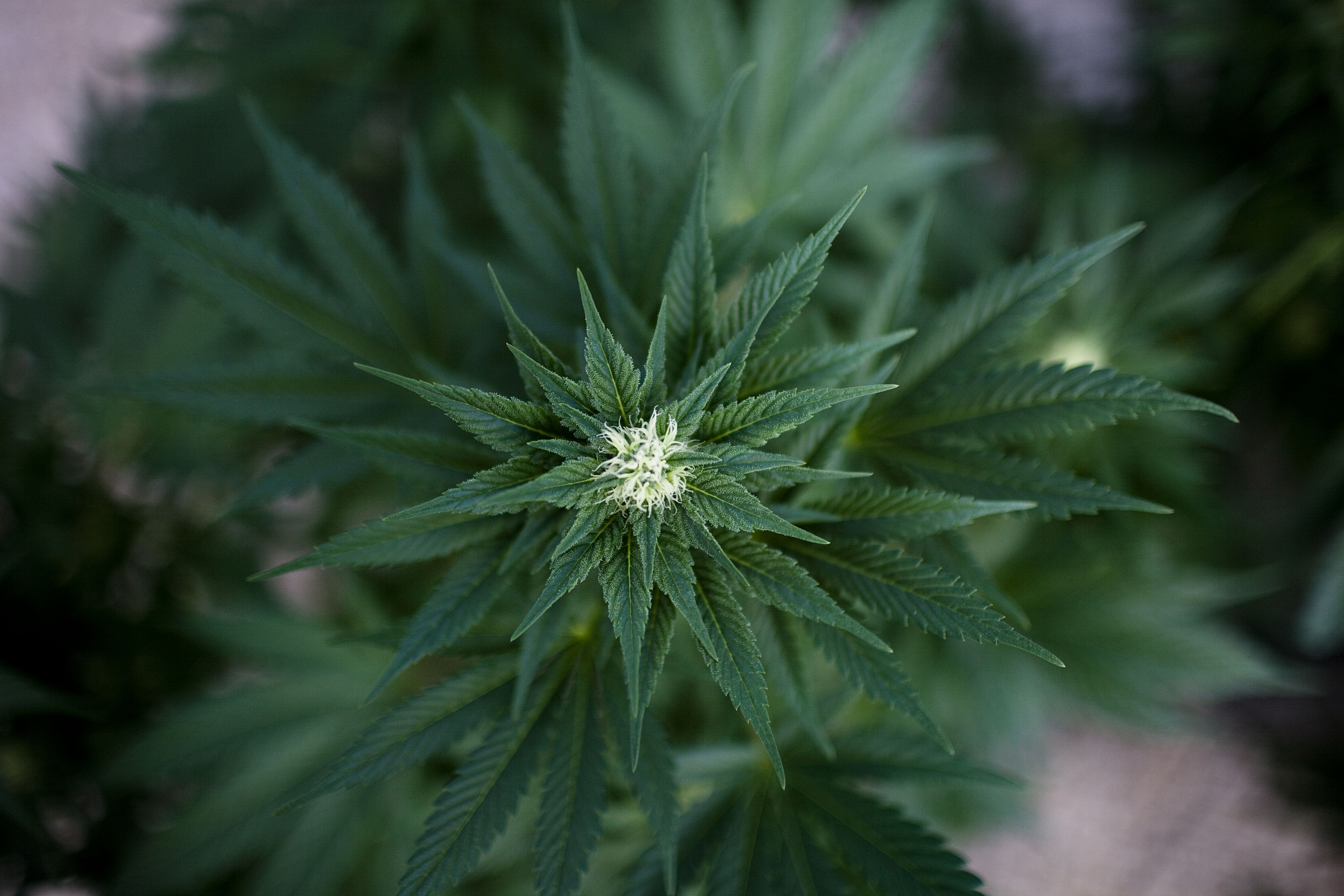 A cannabis plant.