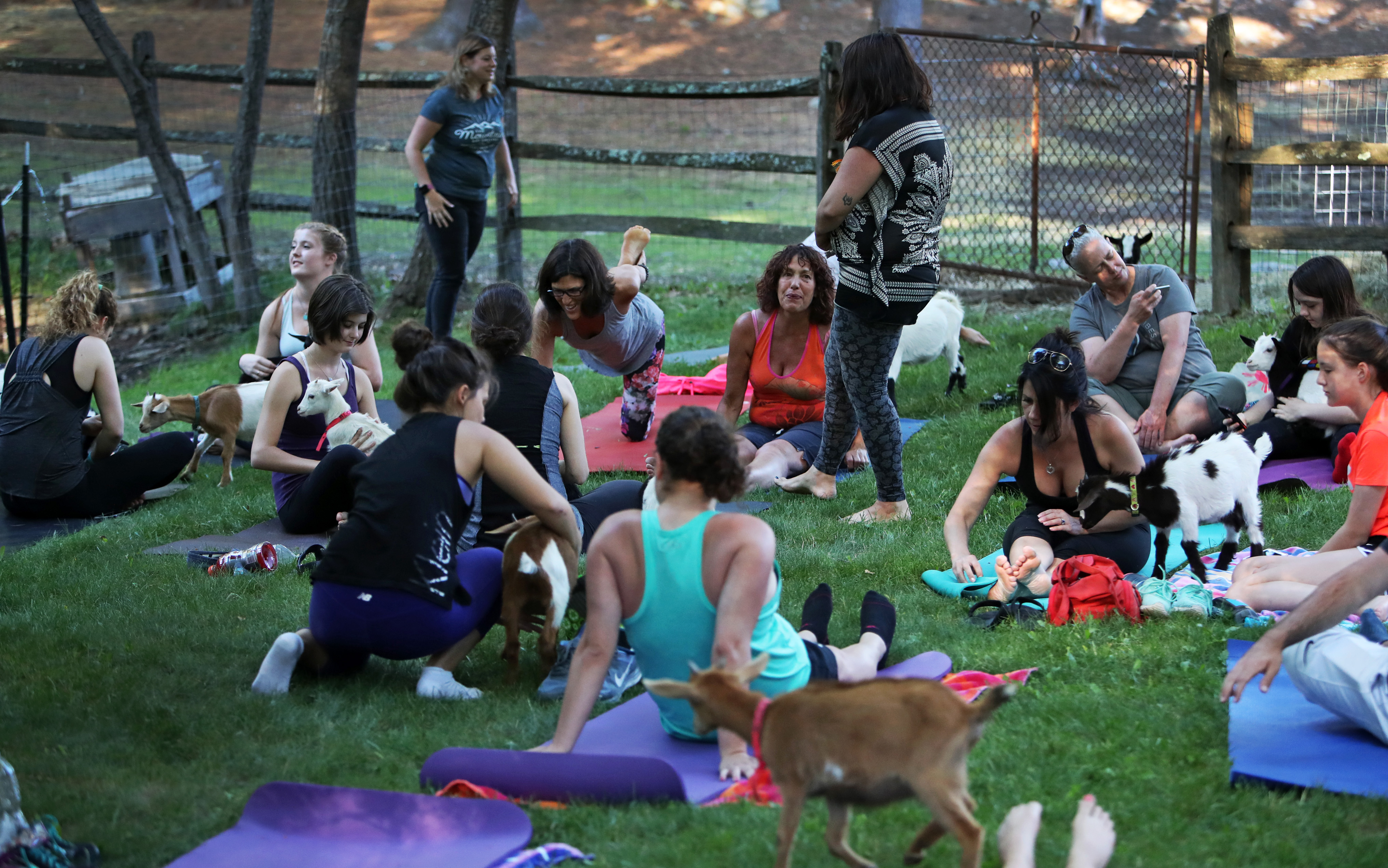 At Great Rock Farm, the goats are incorporated into the yoga class.
