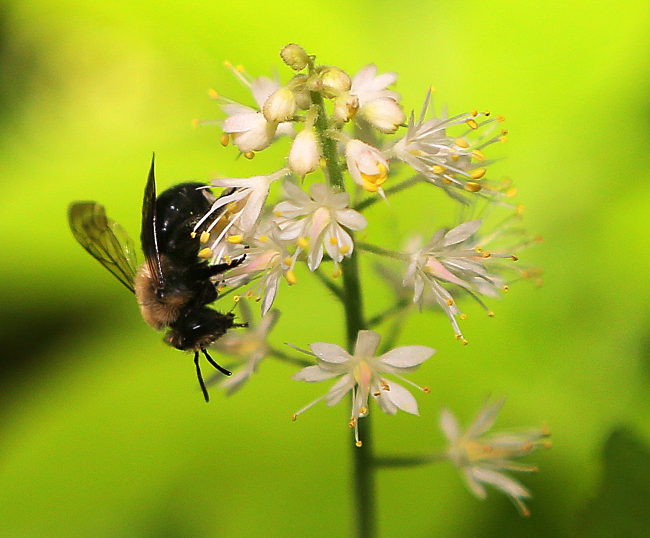 A bee alights on a Tiarella cordifolia in the Wildlings garden at South Shore Natural Science Center.