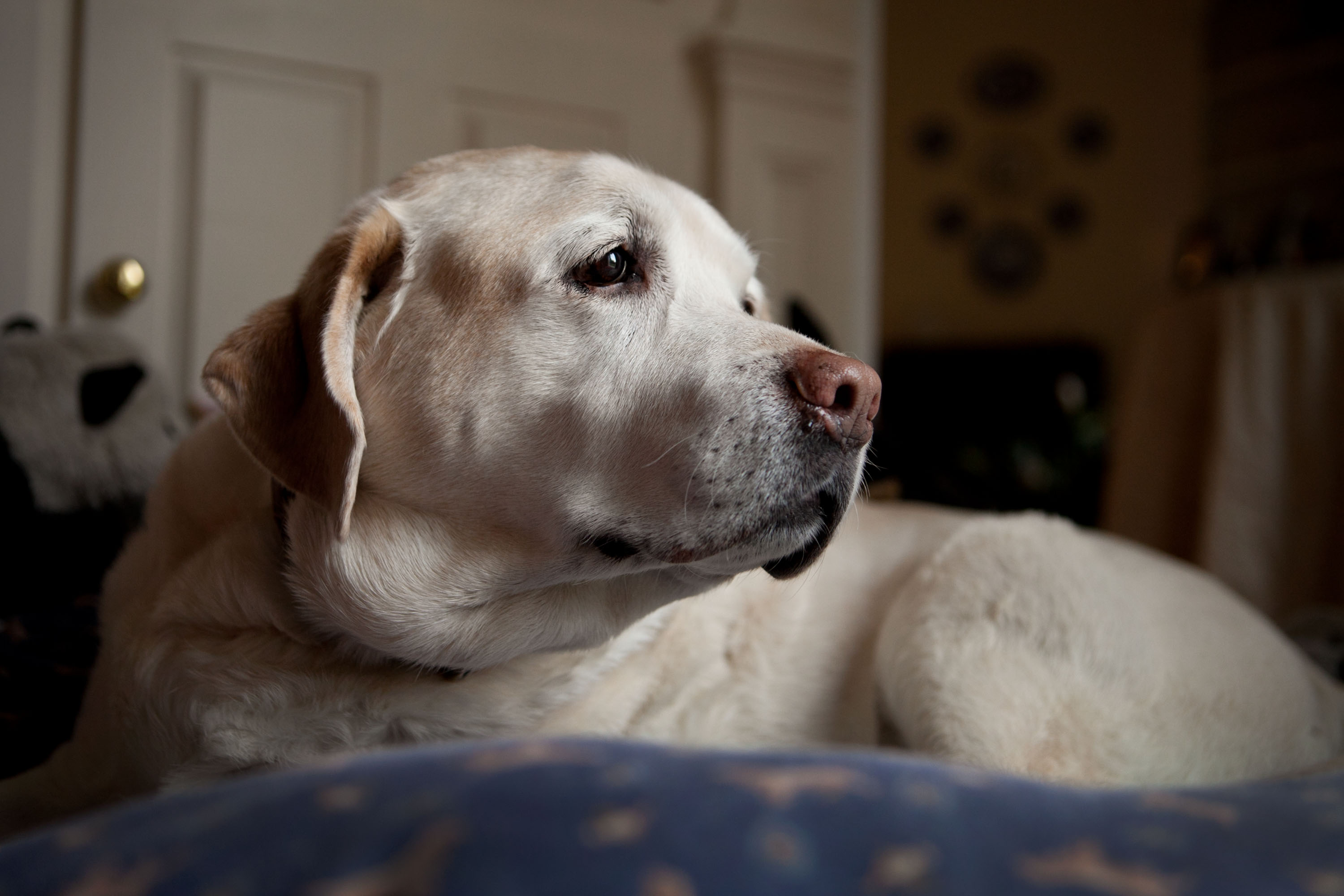 Dempsey, a 14-year old blonde labrador retriever, rests on his special soft egg crate bed, located at the bottom of the stairs in his home. The bed is situated there because he can no longer climb the stairs, and he likes to hear his owners when they are upstairs.