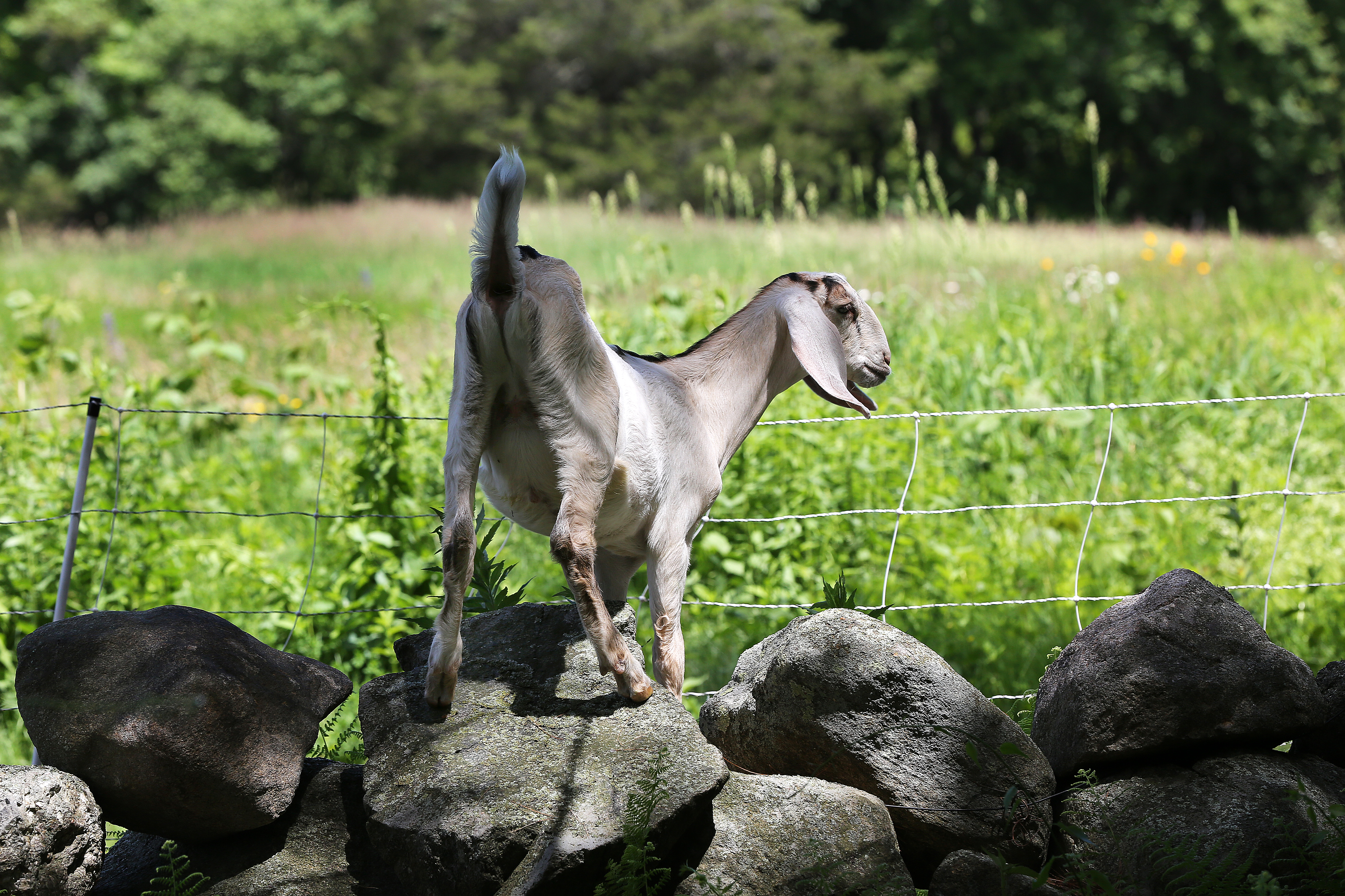 For Crystal, a member of the herd, the grass is always greener on the other side.
