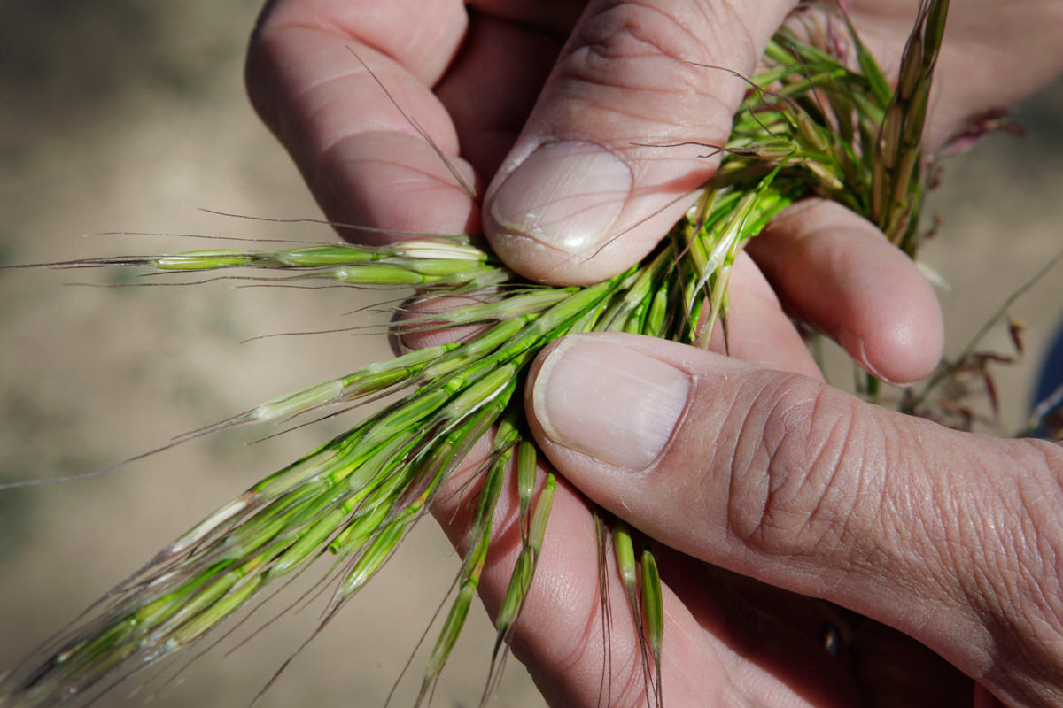 Wild rice is a semi-aquatic grass that is grown commercially in flooded fields and grows naturally in lake and river beds.