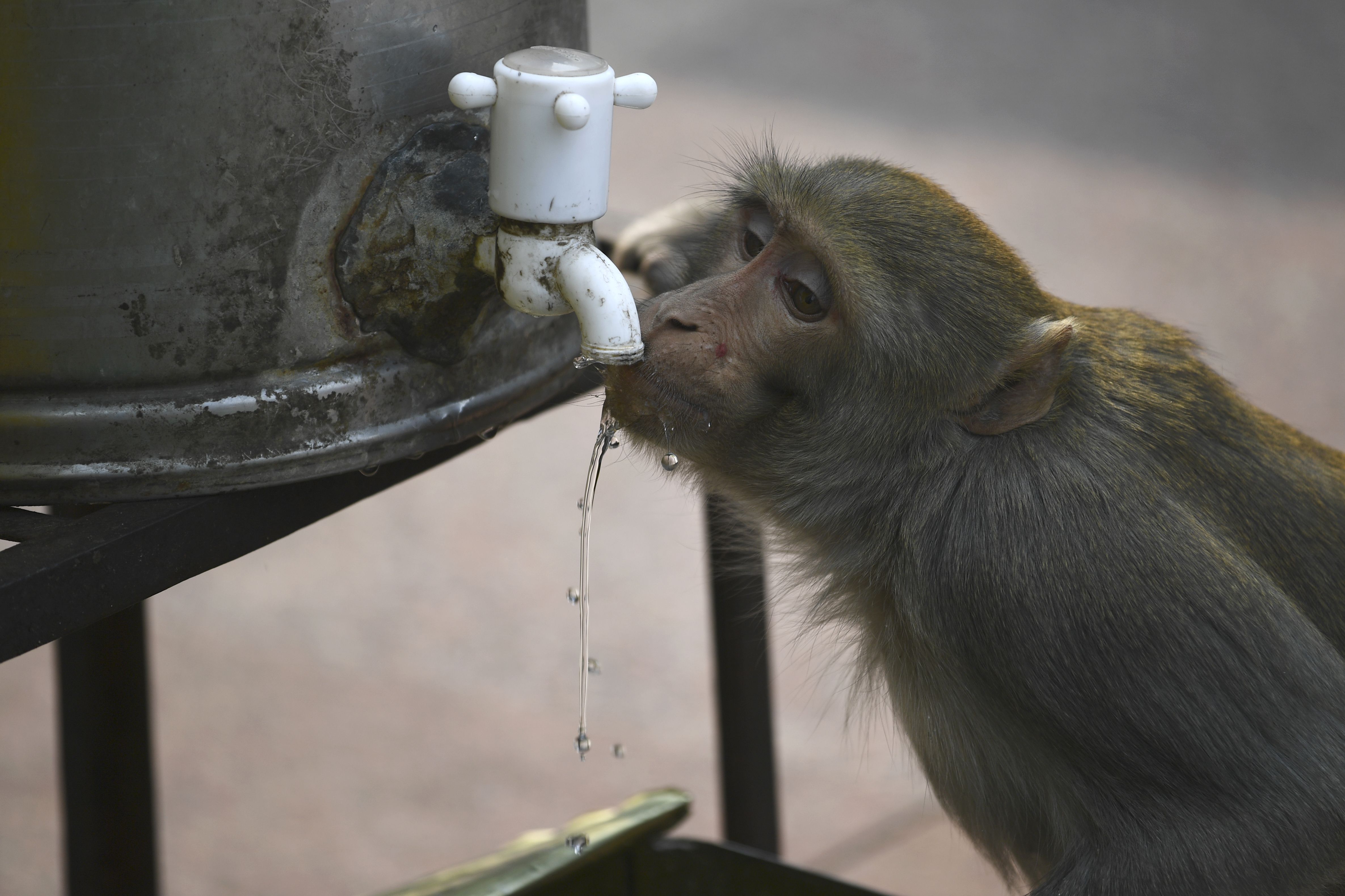 Drinking plenty of water or hot tea can be very helpful in preventing and fighting respiratory infections.