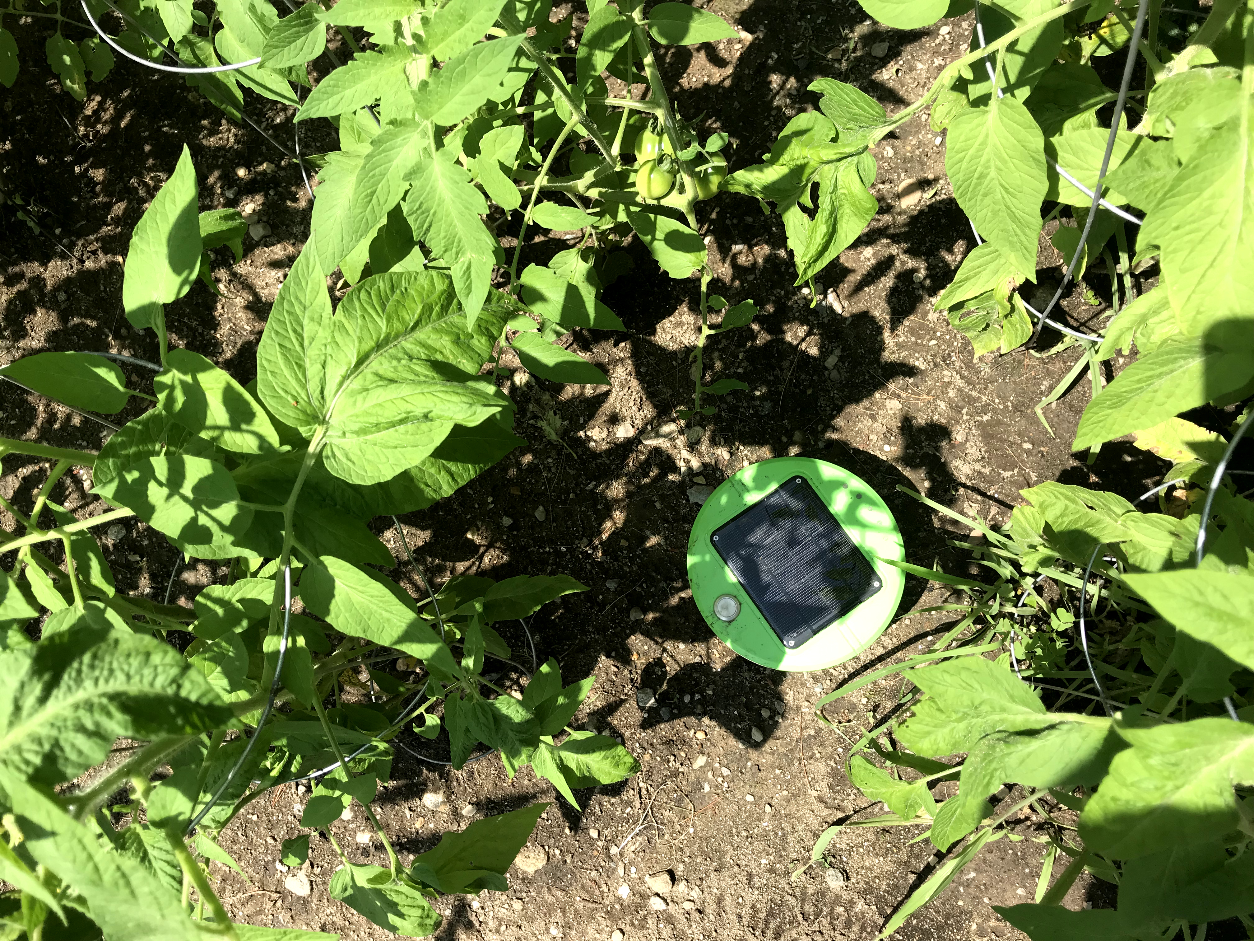 Franklin Robotics, a Billerica company, makes a robot that whacks weeds in your garden.
