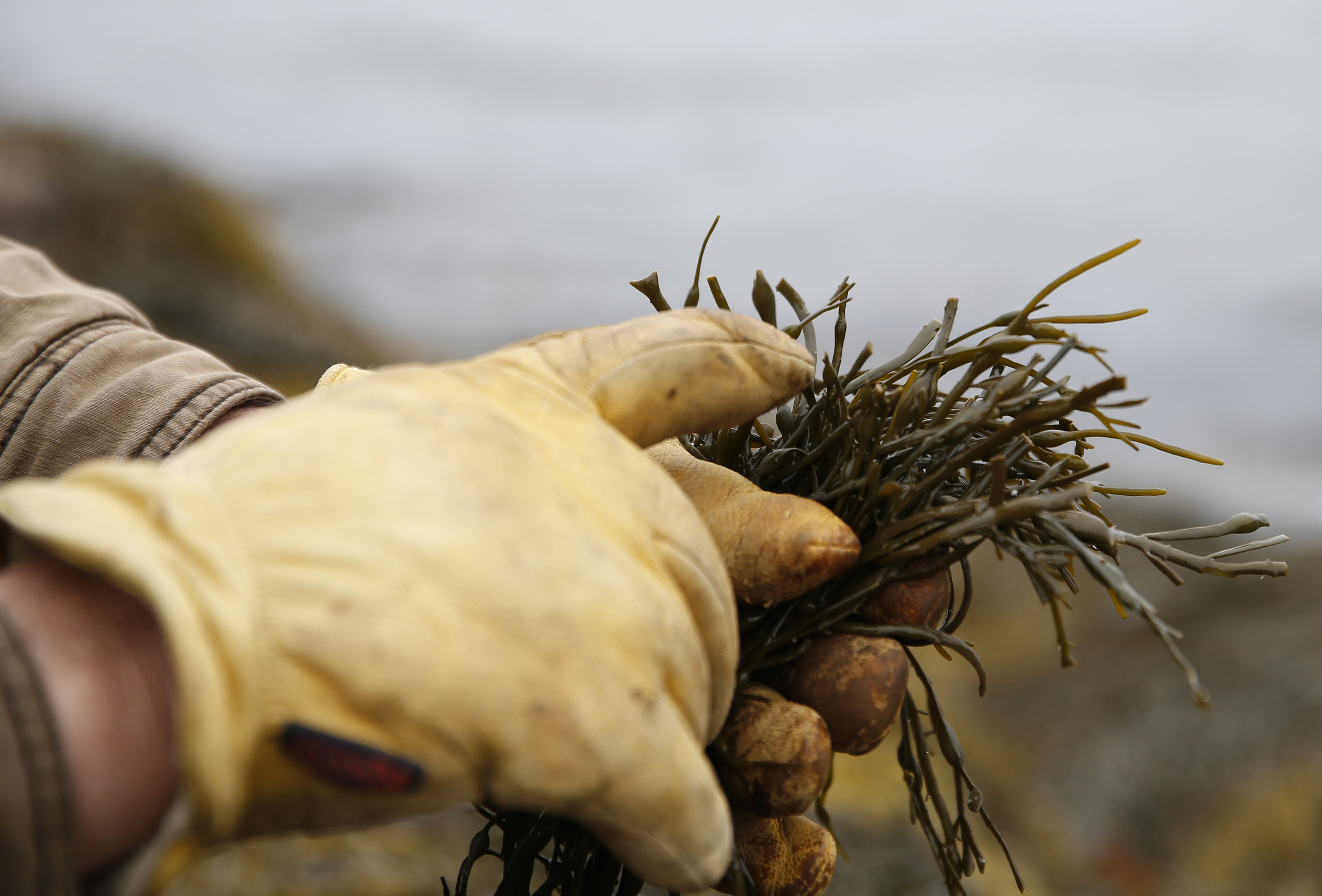Jeffrey Parent handled rockweed that had been cut by a harvester.
