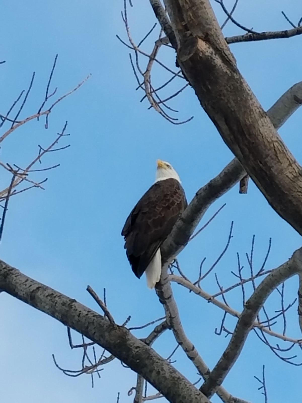 An Esplanade Association employee spotted a bald eagle flying over the Charles River Esplanade last Friday.