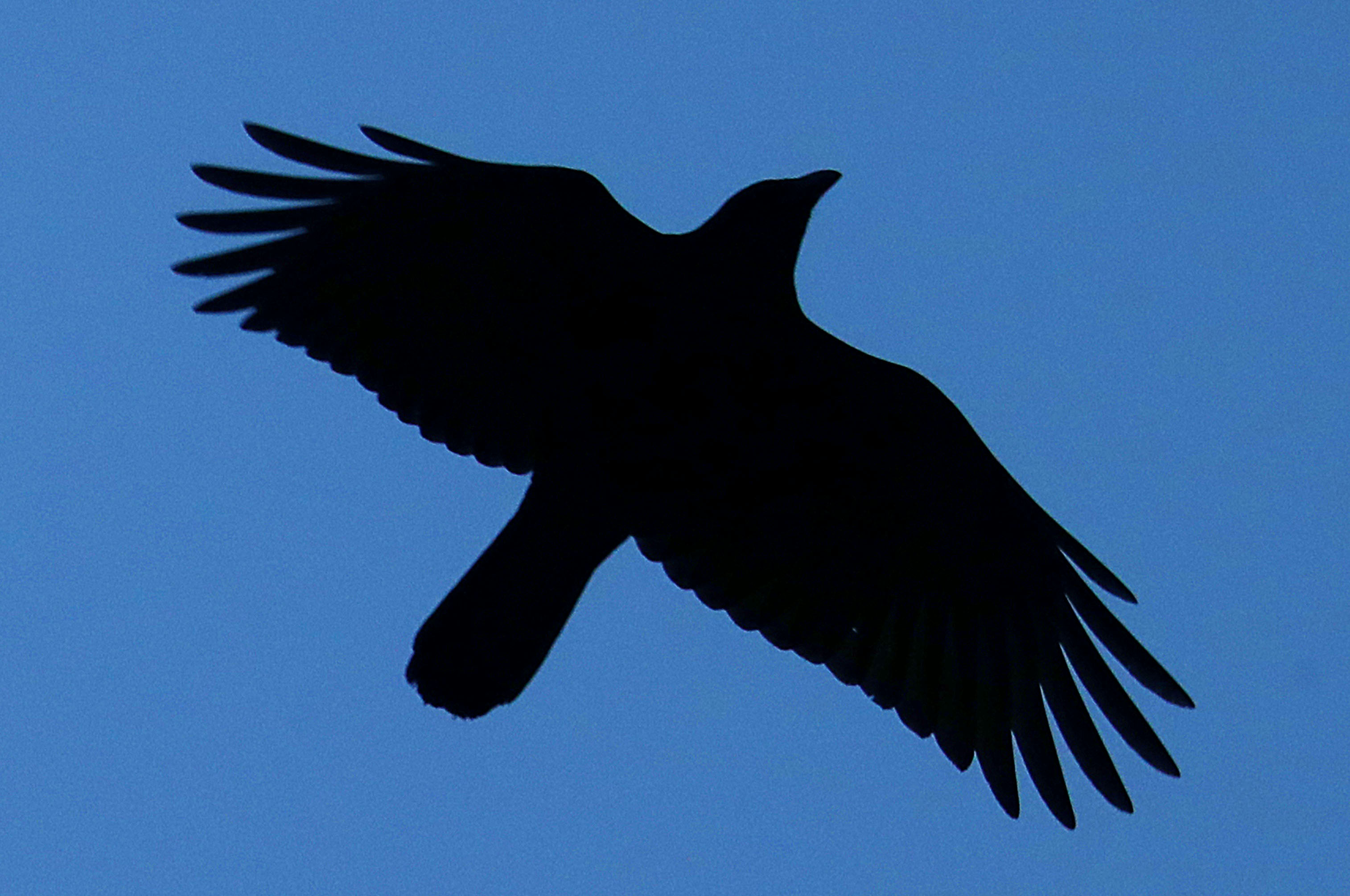 Crows have been flocking to the city of Lawrence for years.