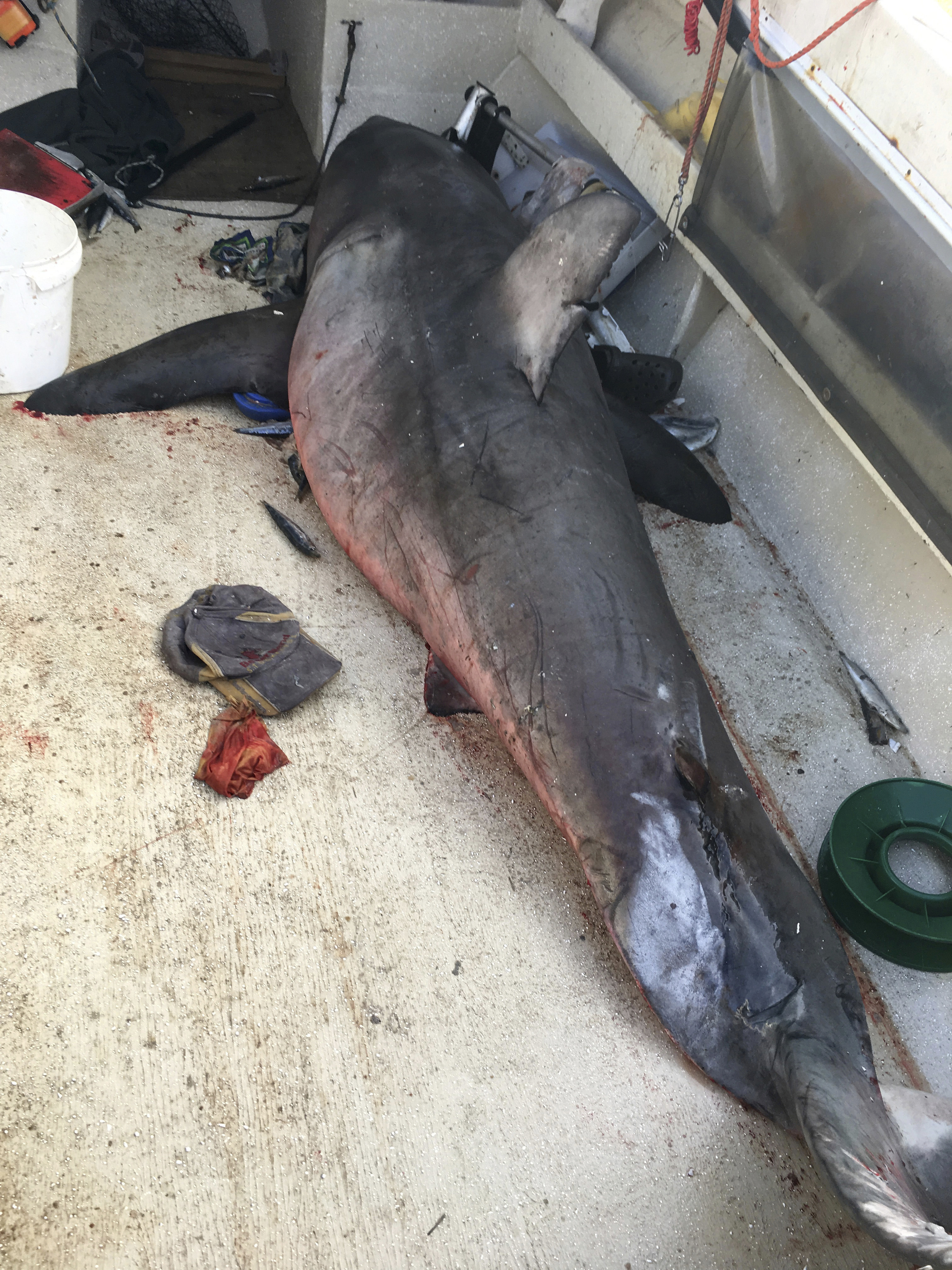 A 9-foot great white shark lay on the deck of a fishing boat at Evans Head, Australia. Fisherman Terry Selwood said Monday that he was left with a badly bruised and bleeding right arm where the airborne shark struck him with a pectoral fin as it landed on him on the deck.