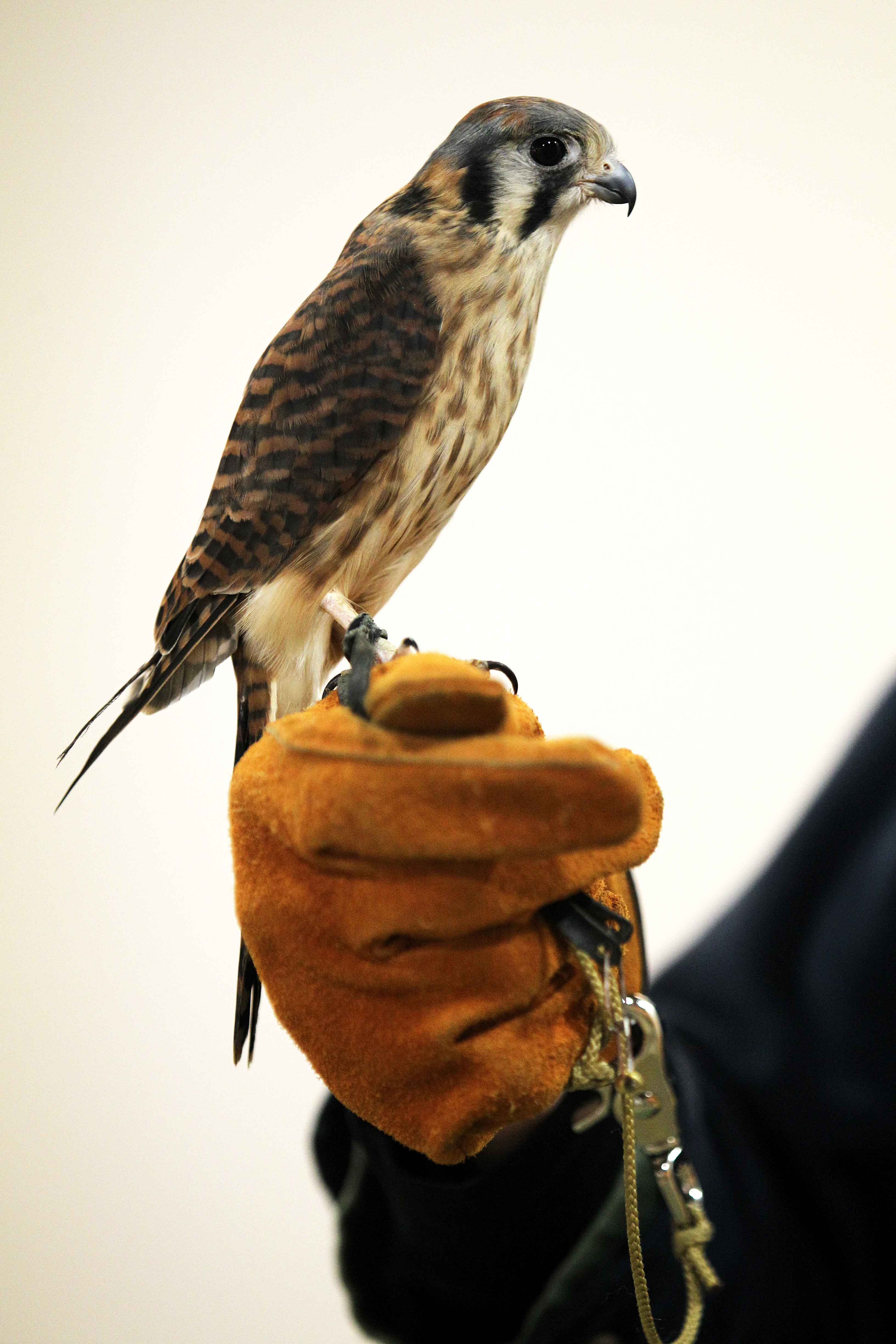 The American kestrel is the smallest falcon in the US.
