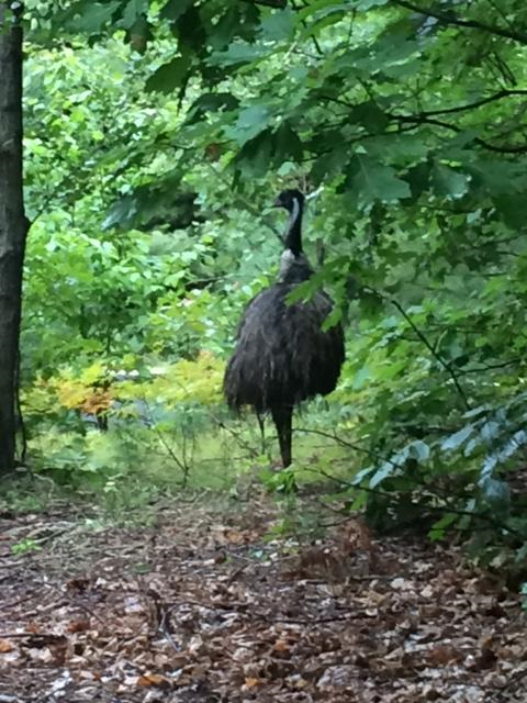 Bow police uploaded photos of the emu spotted wandering around town to the department’s official Facebook page.