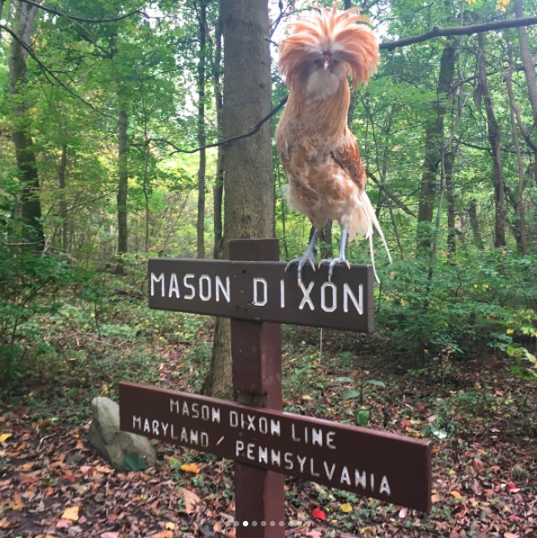 Heather Bolint, a Maine native, found this rooster while hiking the Appalachian Trail. She carried it more than 40 miles to safety. (Heather Bolint)