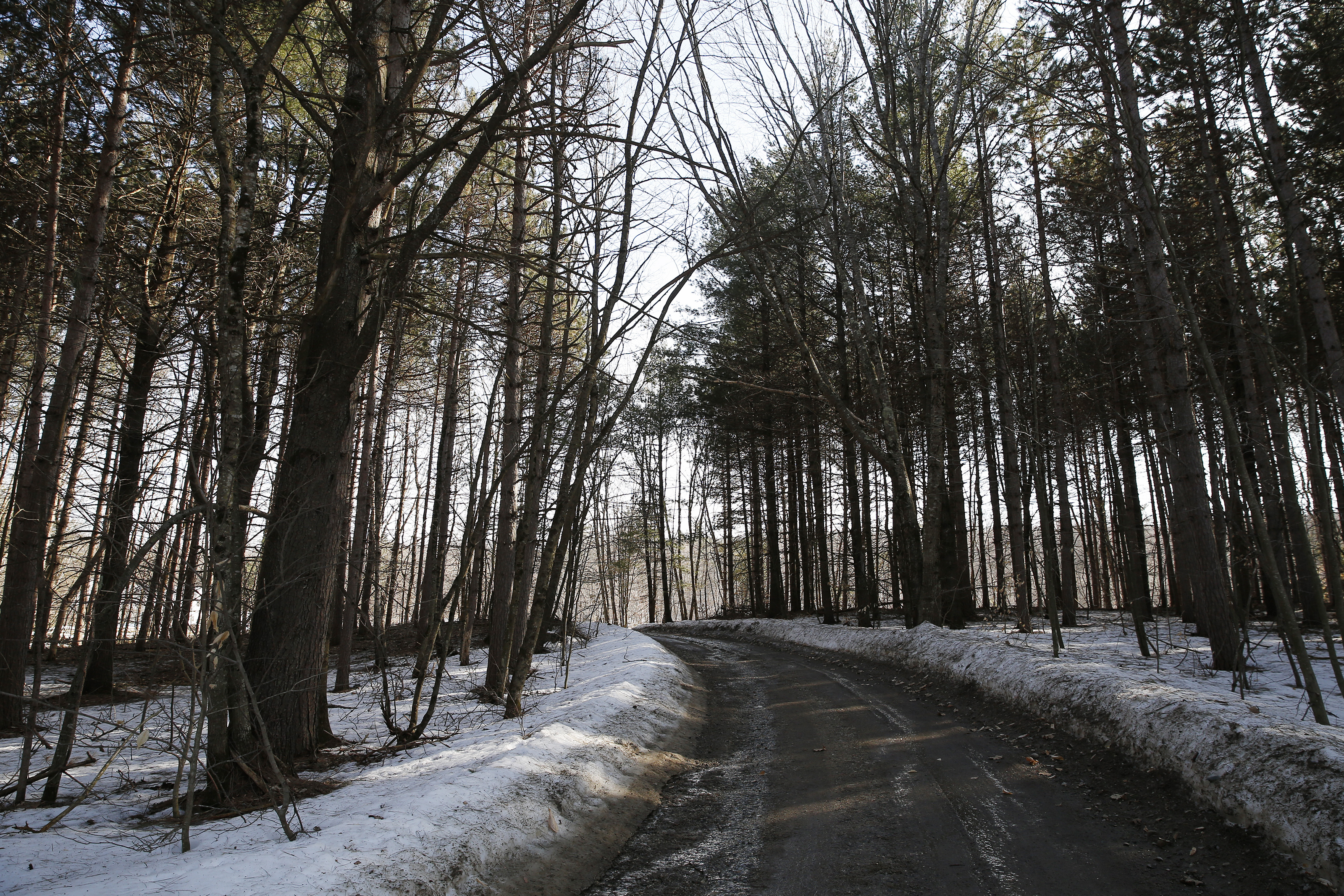 A wooded road leads to the Eckert home.