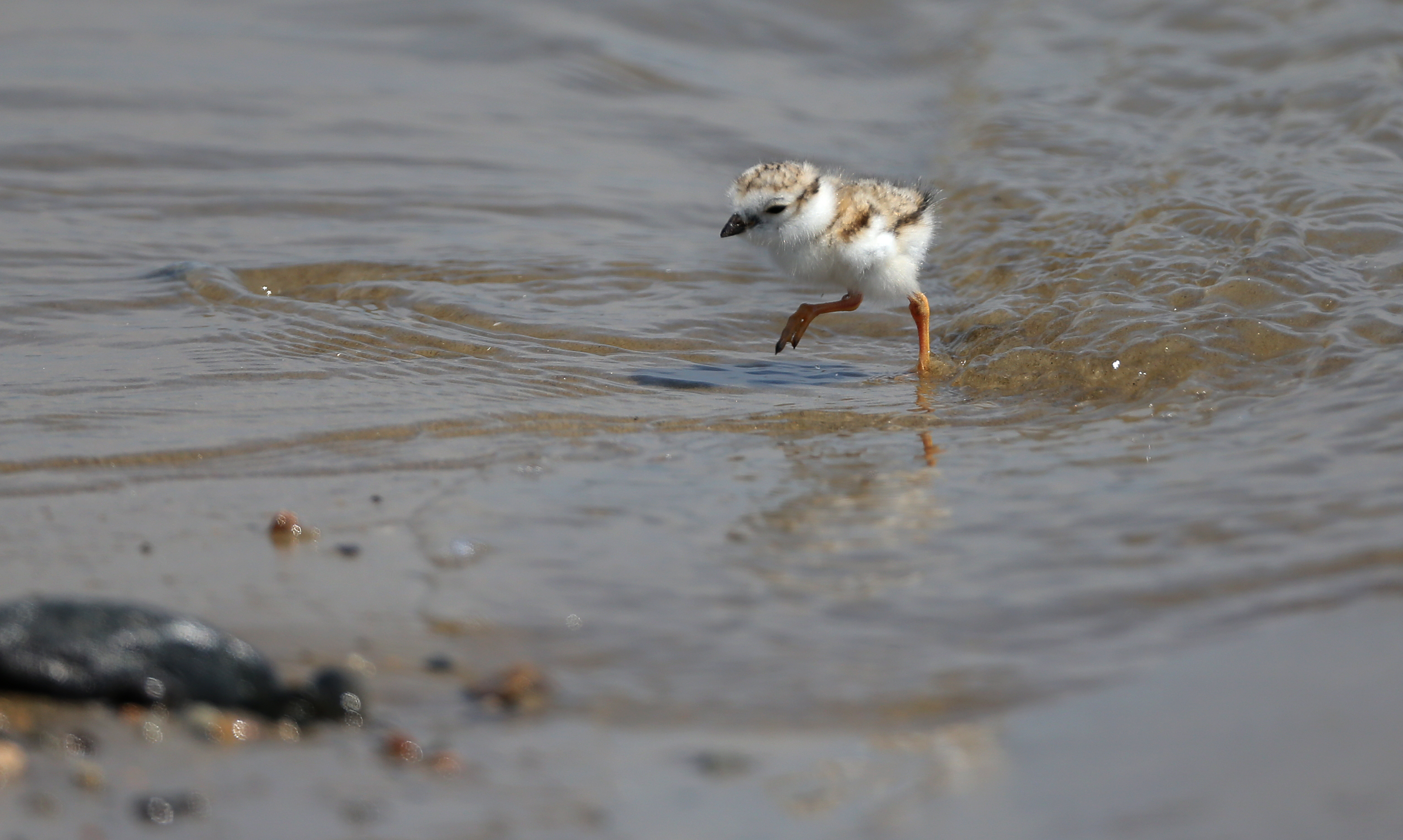 A chick ran through the water along the shore of Winthrop Beach.