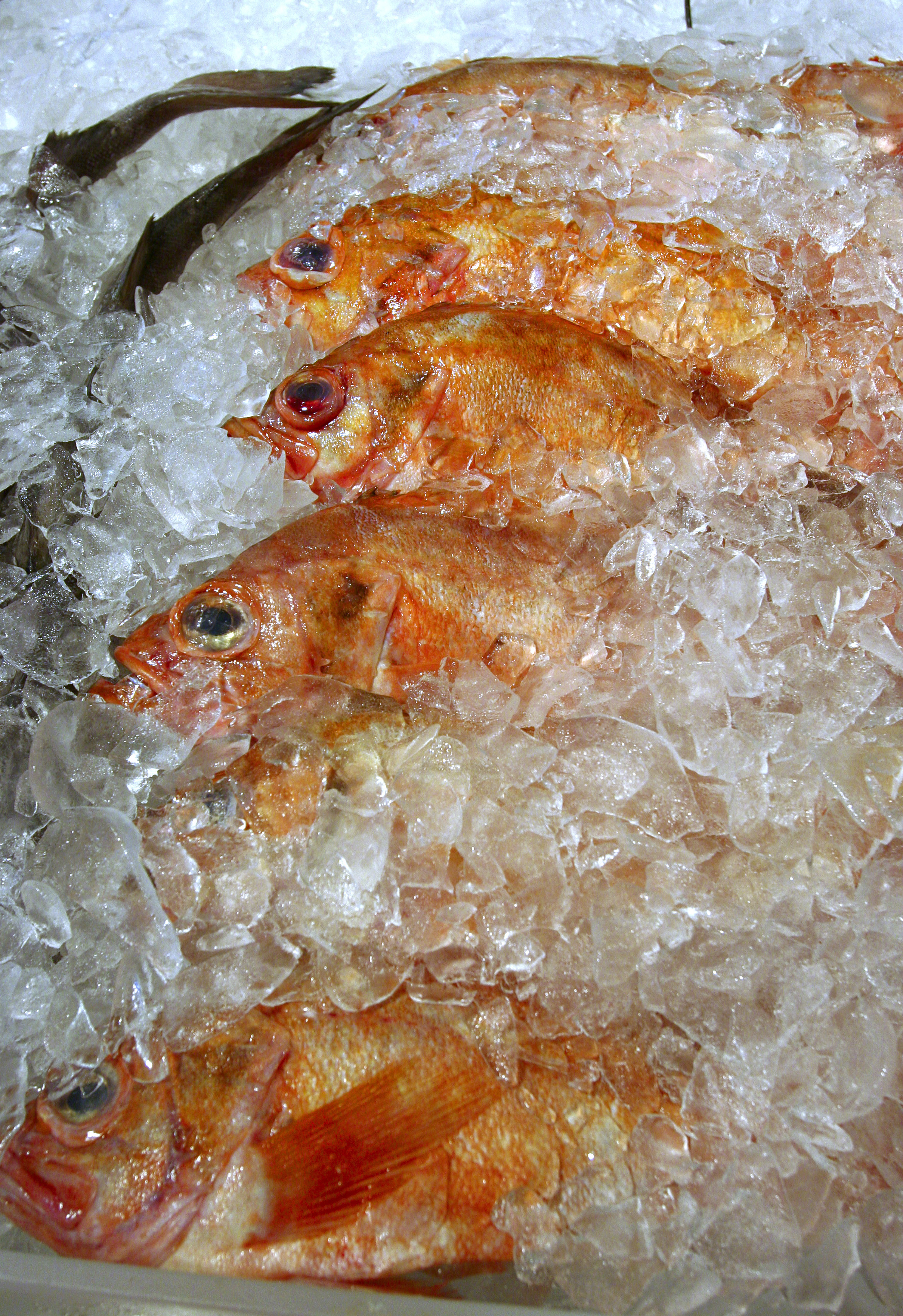 Ocean perch for sale at Harbor Fish Market in Portland.