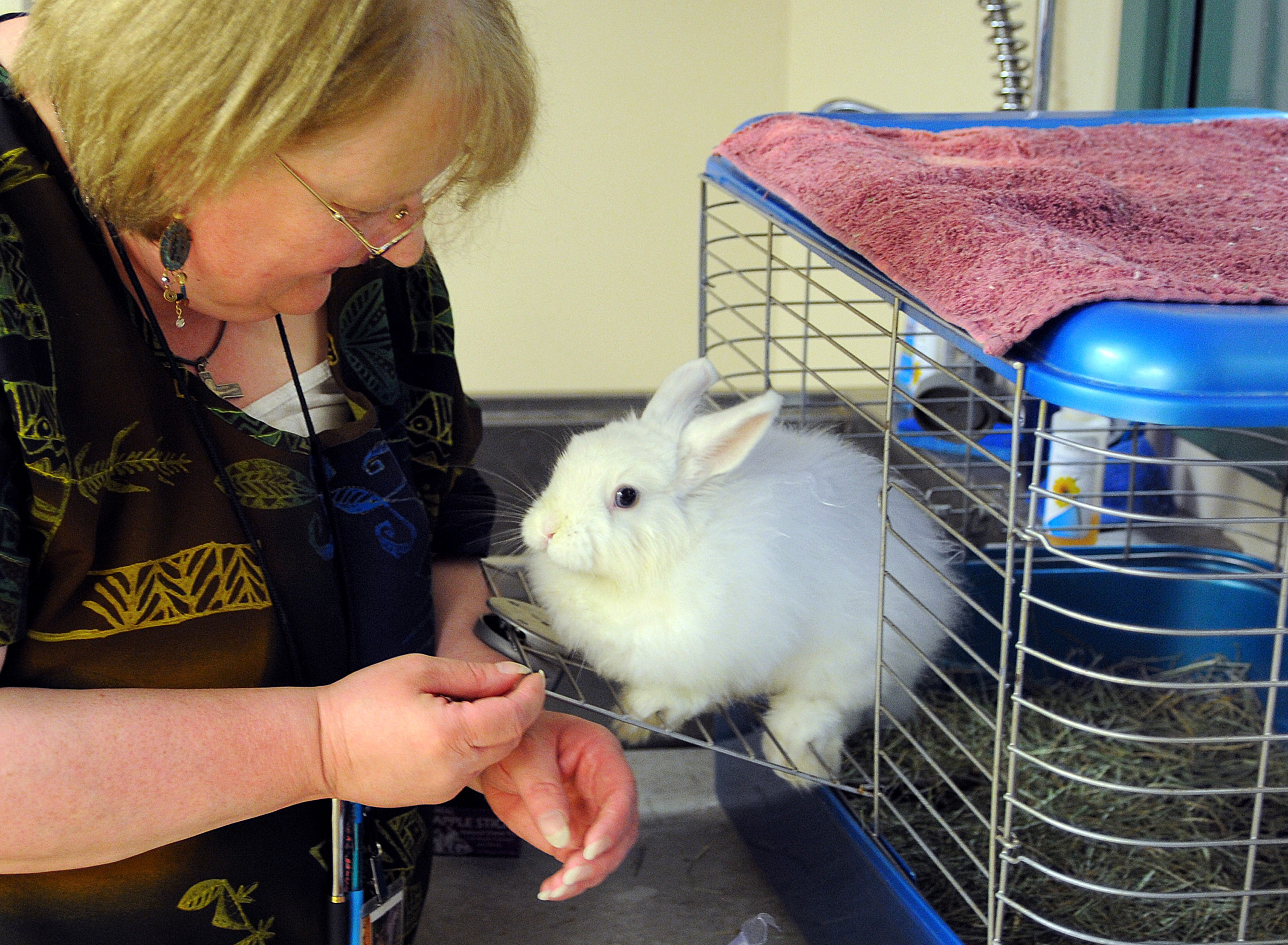 Mary Ann Sullivan checks on Wooley, a domestic bunny, at the New England Wildlife Center in Weymouth