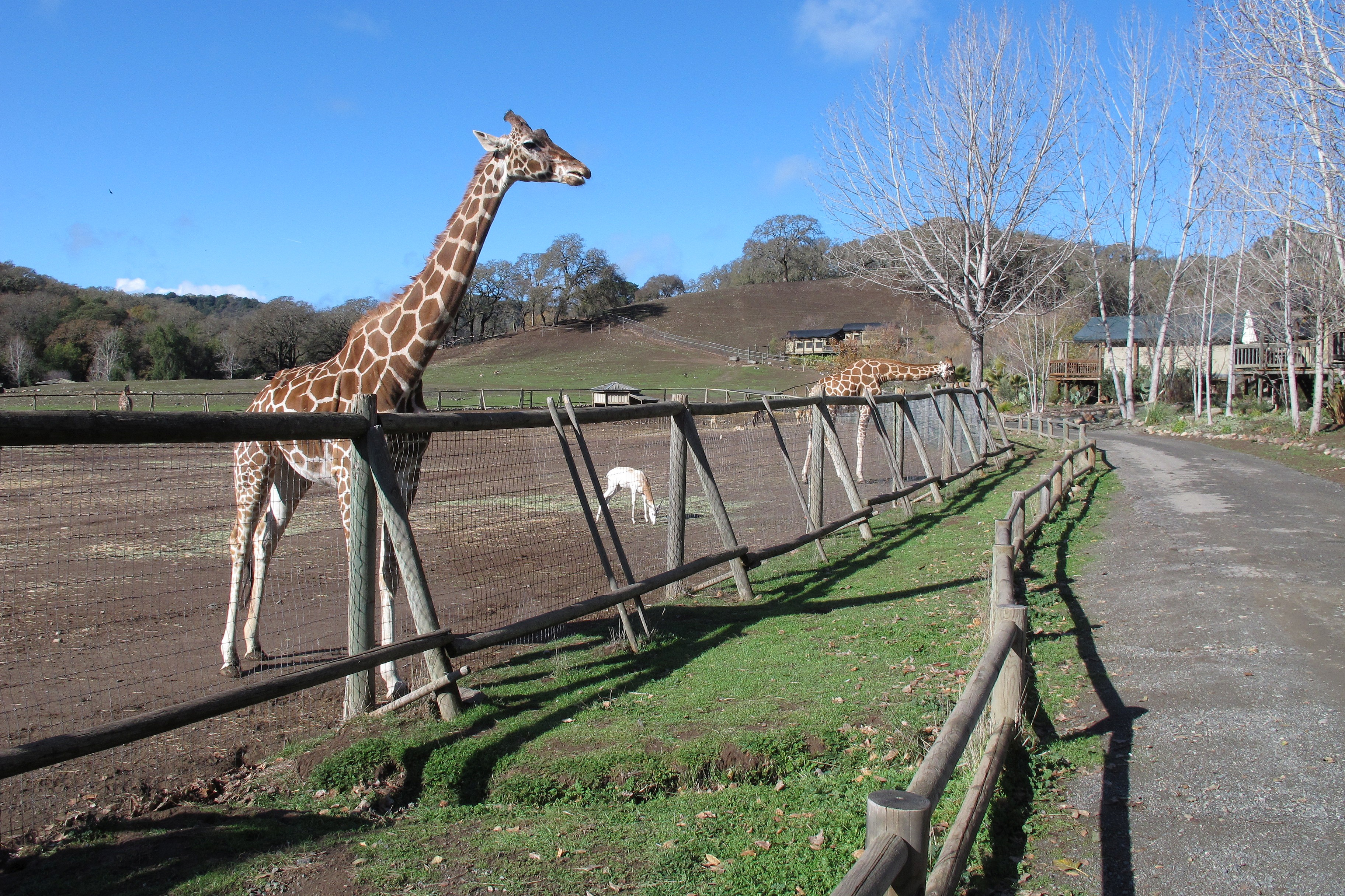 Safari West, a 400-acre African wildlife preserve.