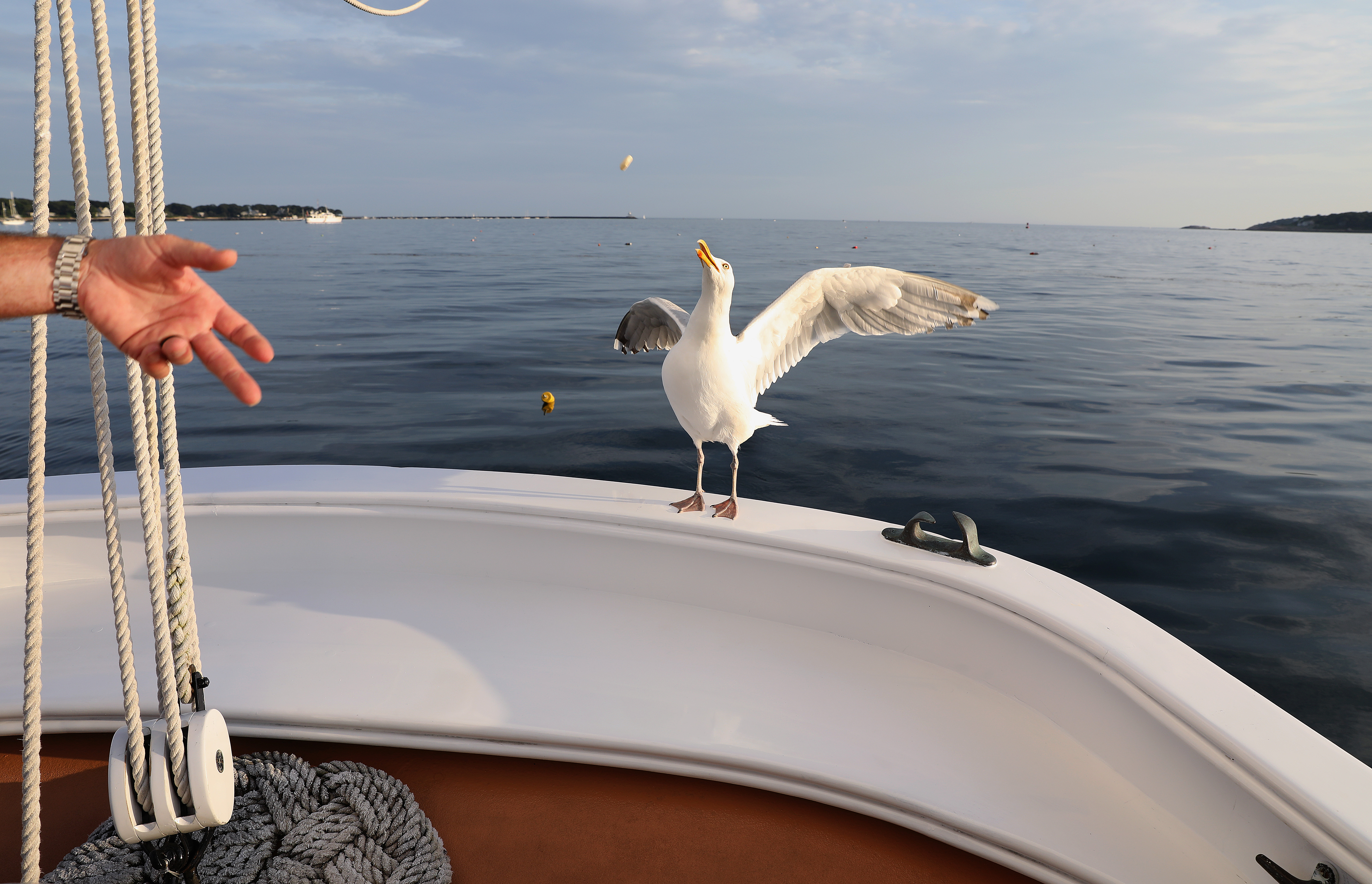 Ellis tossed Polly, on the edge of the boat, a cracker.
