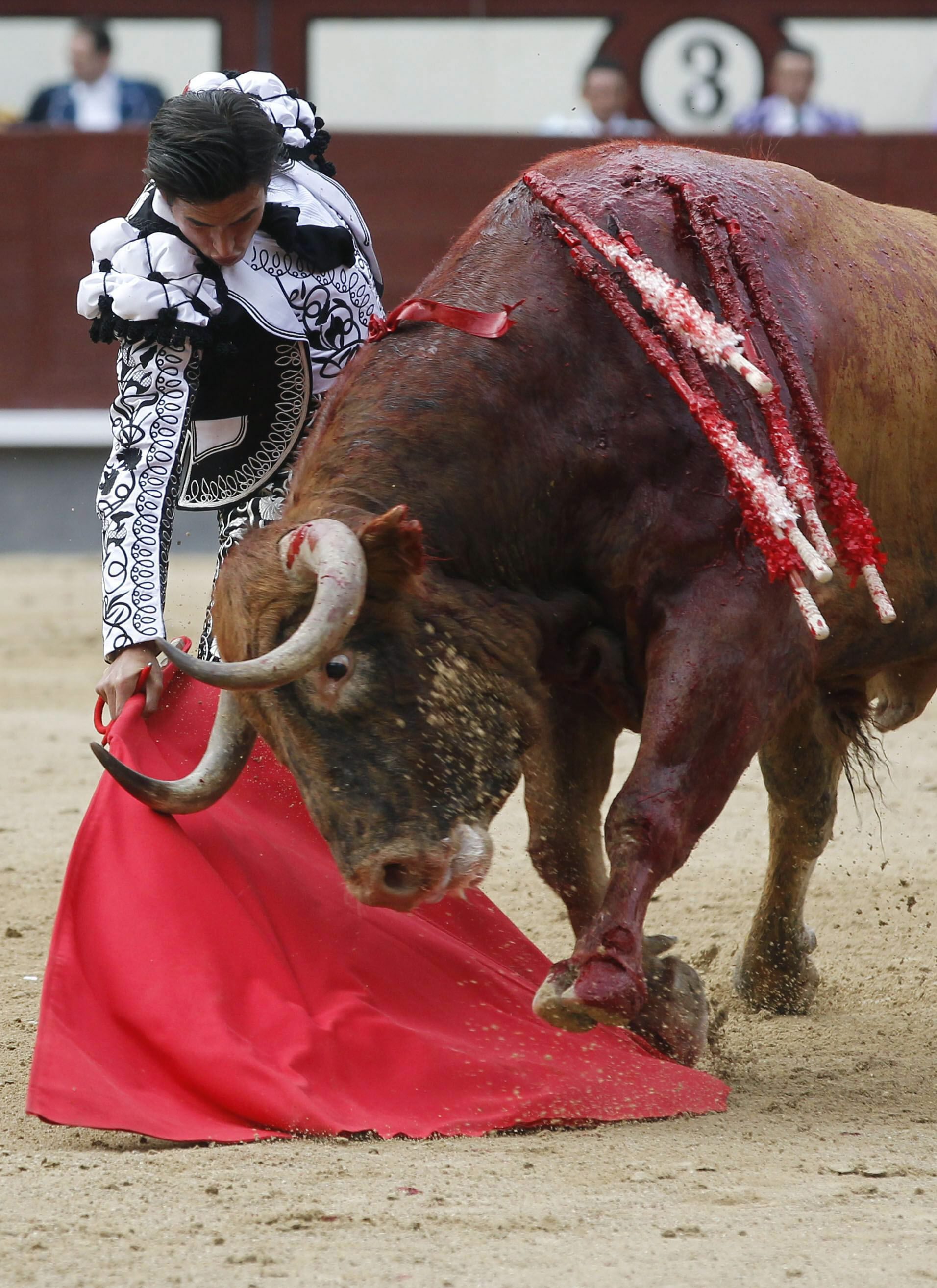 A bull bled heavily during a fight in Madrid earlier this month.