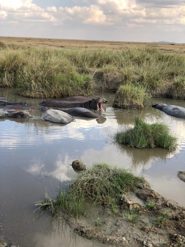 A hippo yawns in Serengeti National Park in Tanzania.