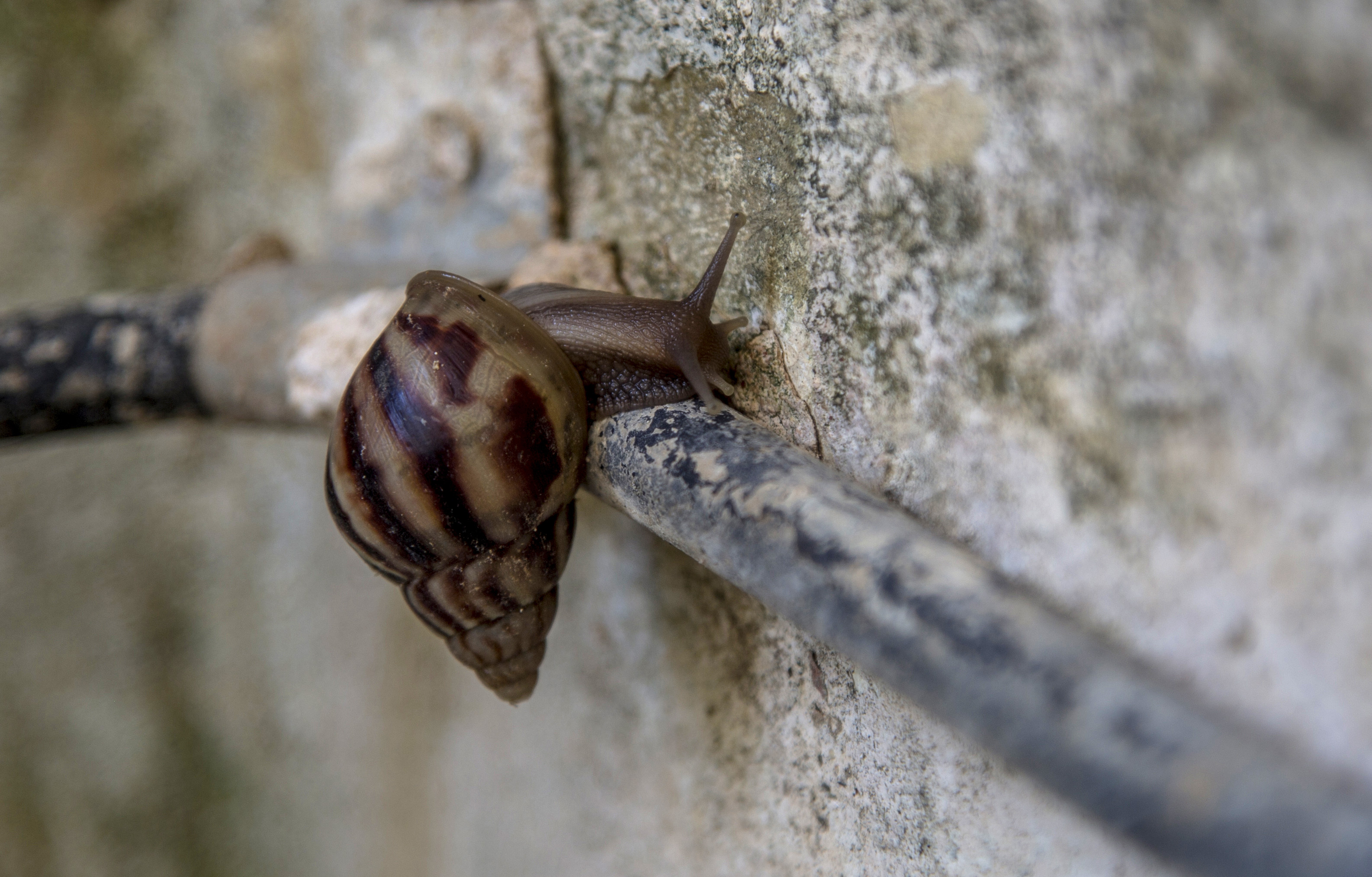 Cuba battling a plague of giant snails The Boston Globe
