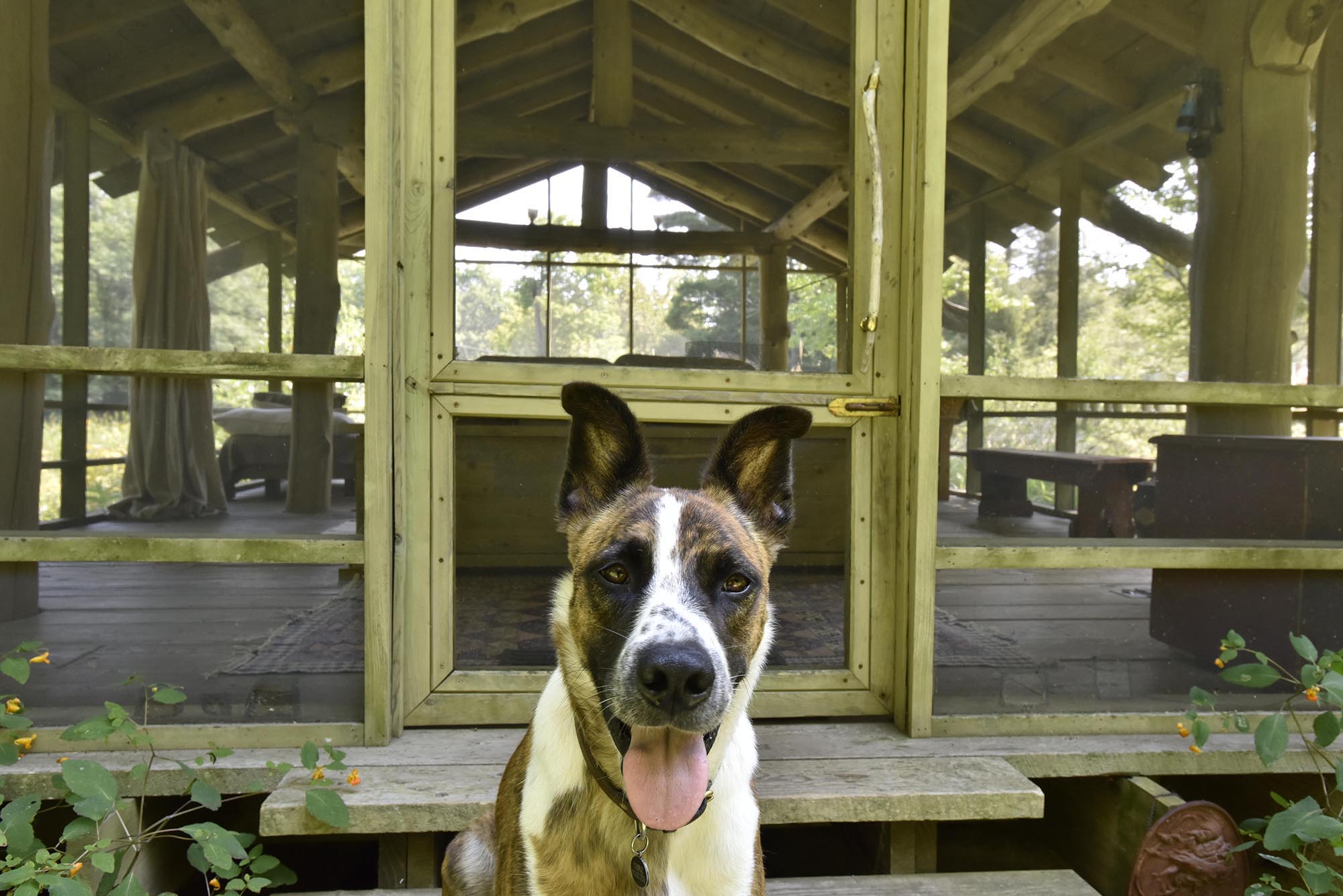 Charlie the dog waits outside The Pondhouse in Ashfield.